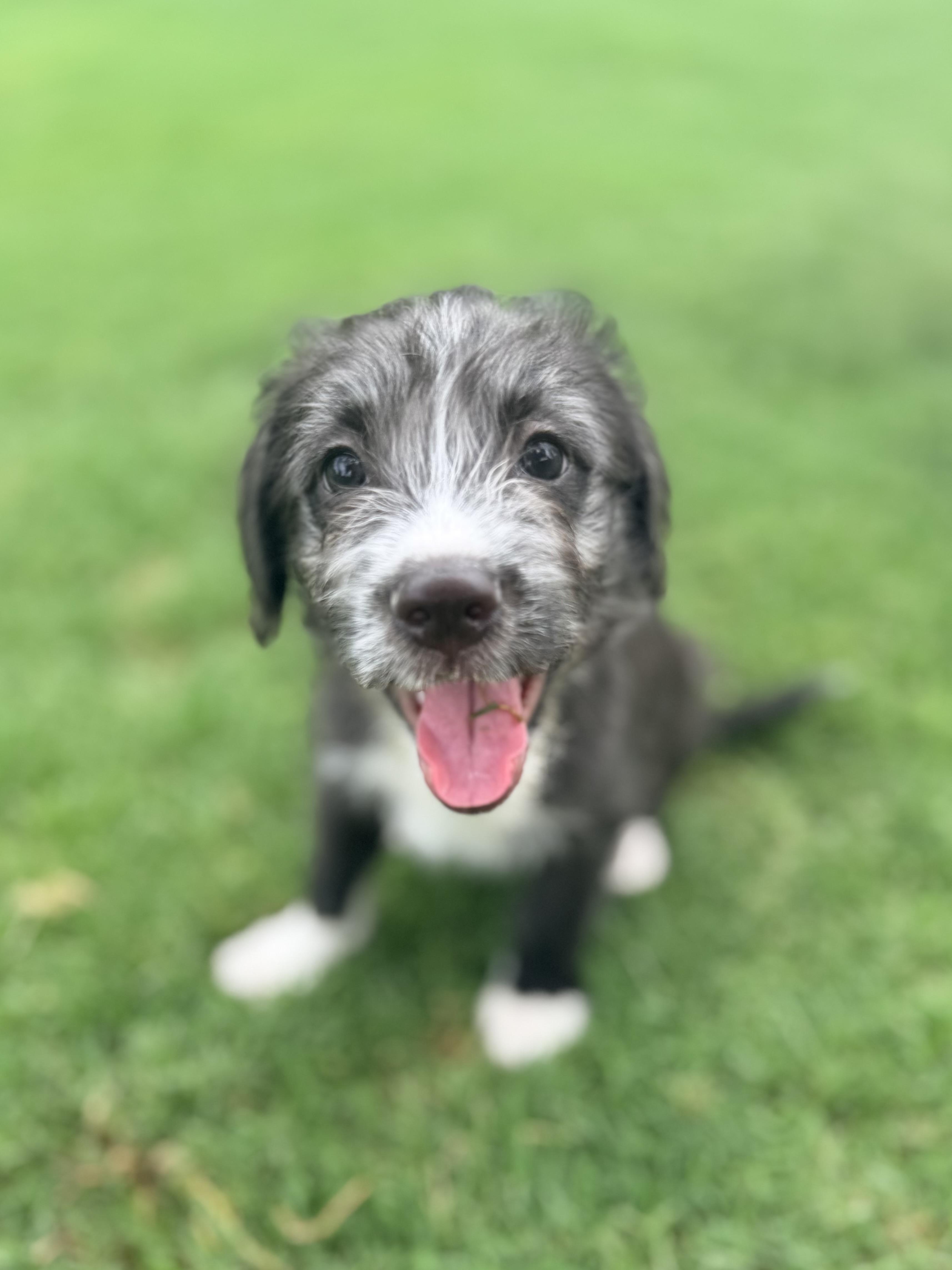 Enlarge Mercury, a ADOPTABLE mixed breed in Gilbert, AZ image 5/5