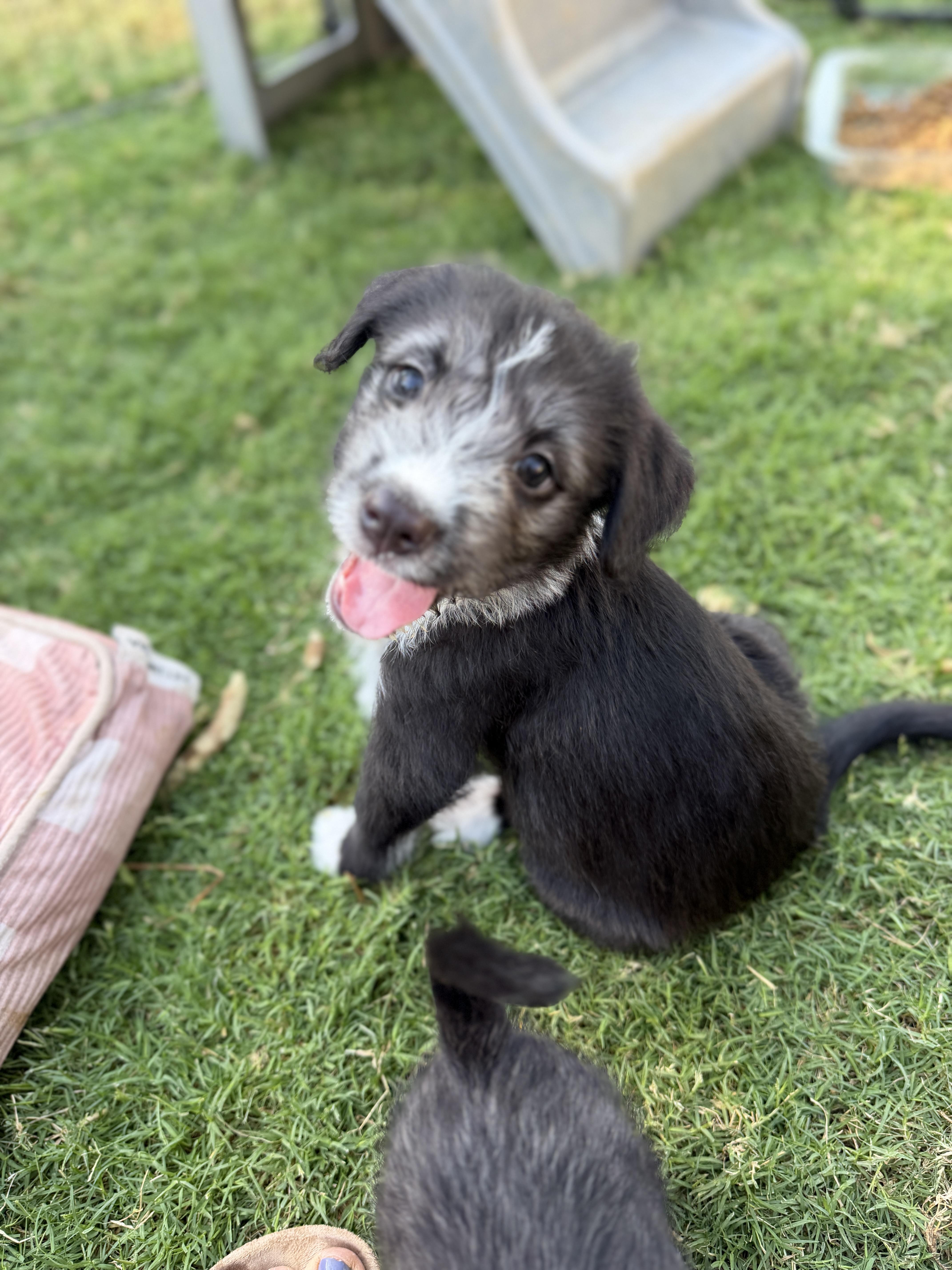 Mercury, a ADOPTABLE mixed breed in Gilbert, AZ image 3/6