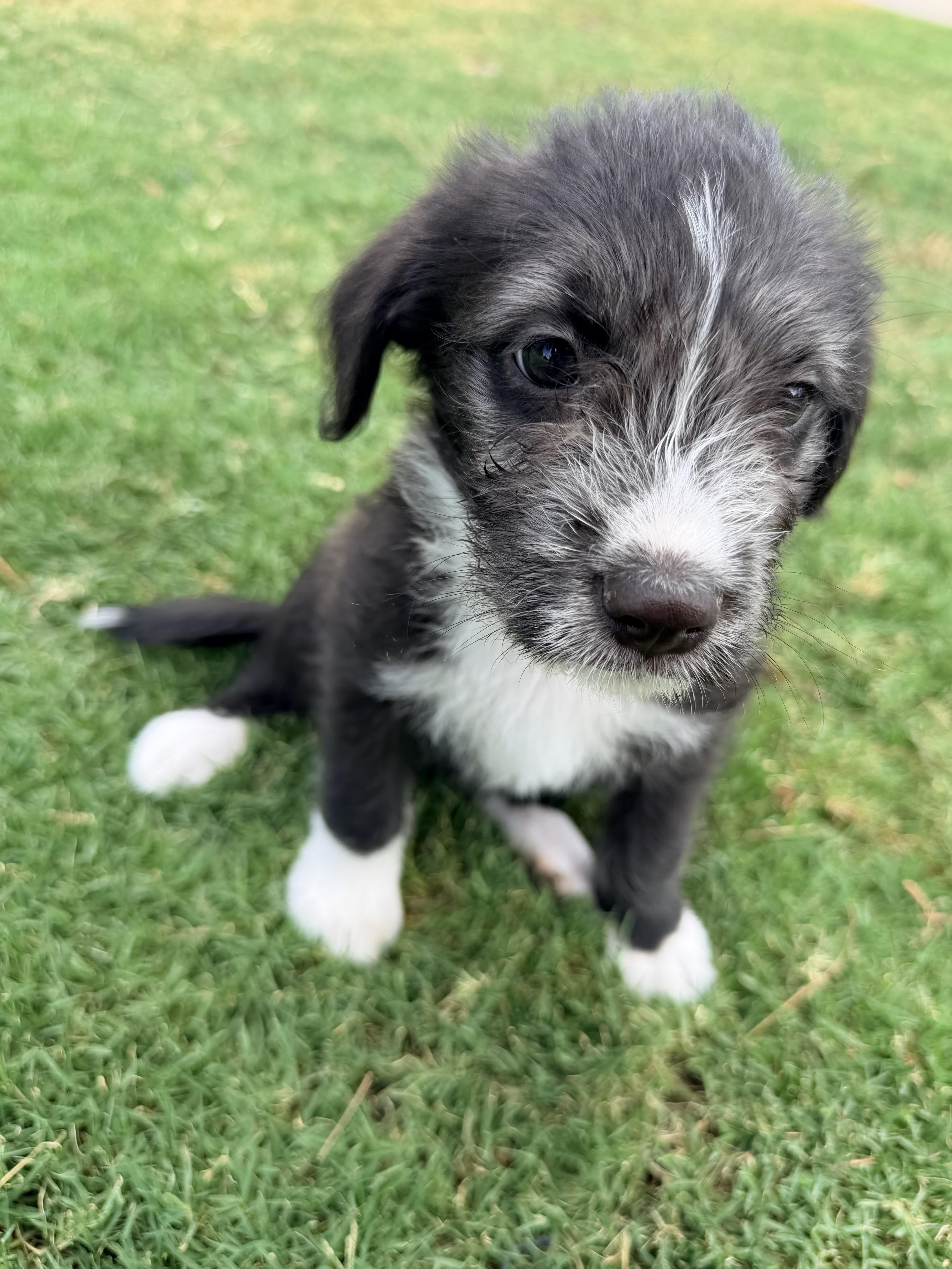 Mercury, a ADOPTABLE mixed breed in Gilbert, AZ image 6/6
