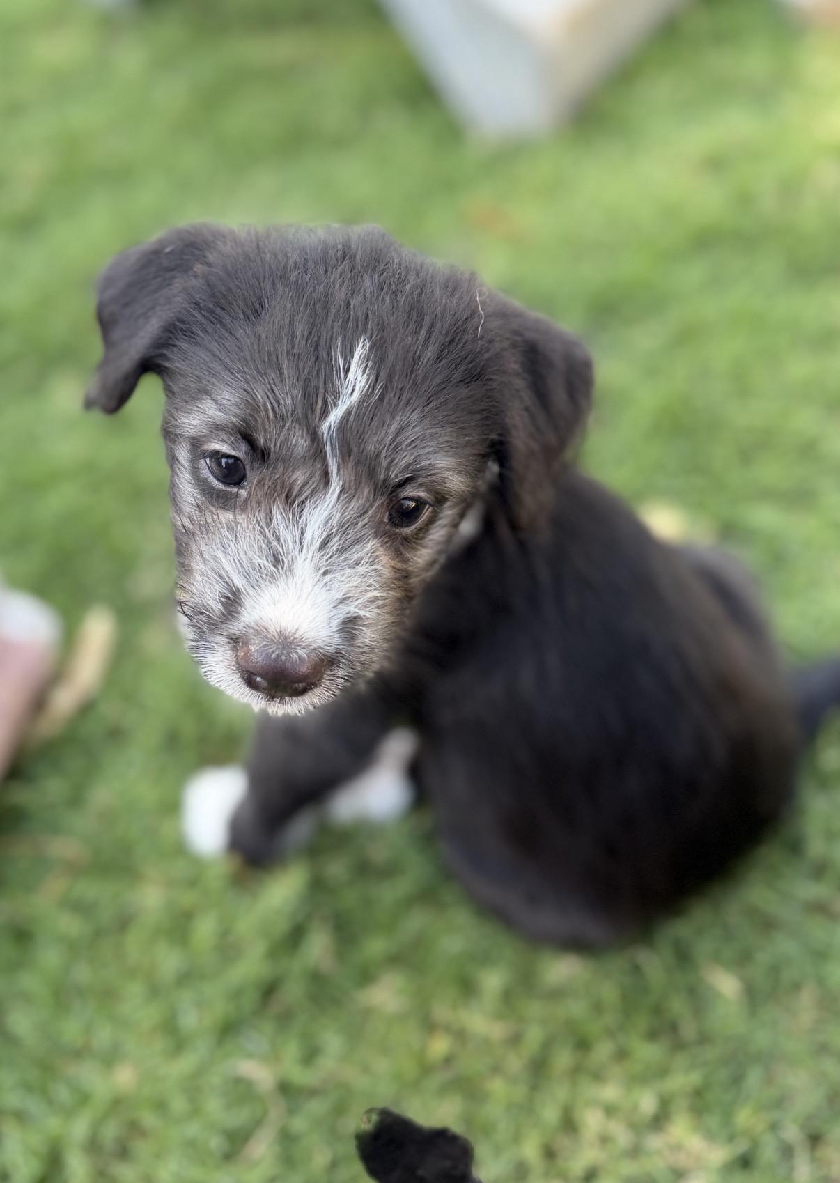 Mercury, ADOPTABLE, Puppy Female Parson Russell Terrier & Border Terrier.