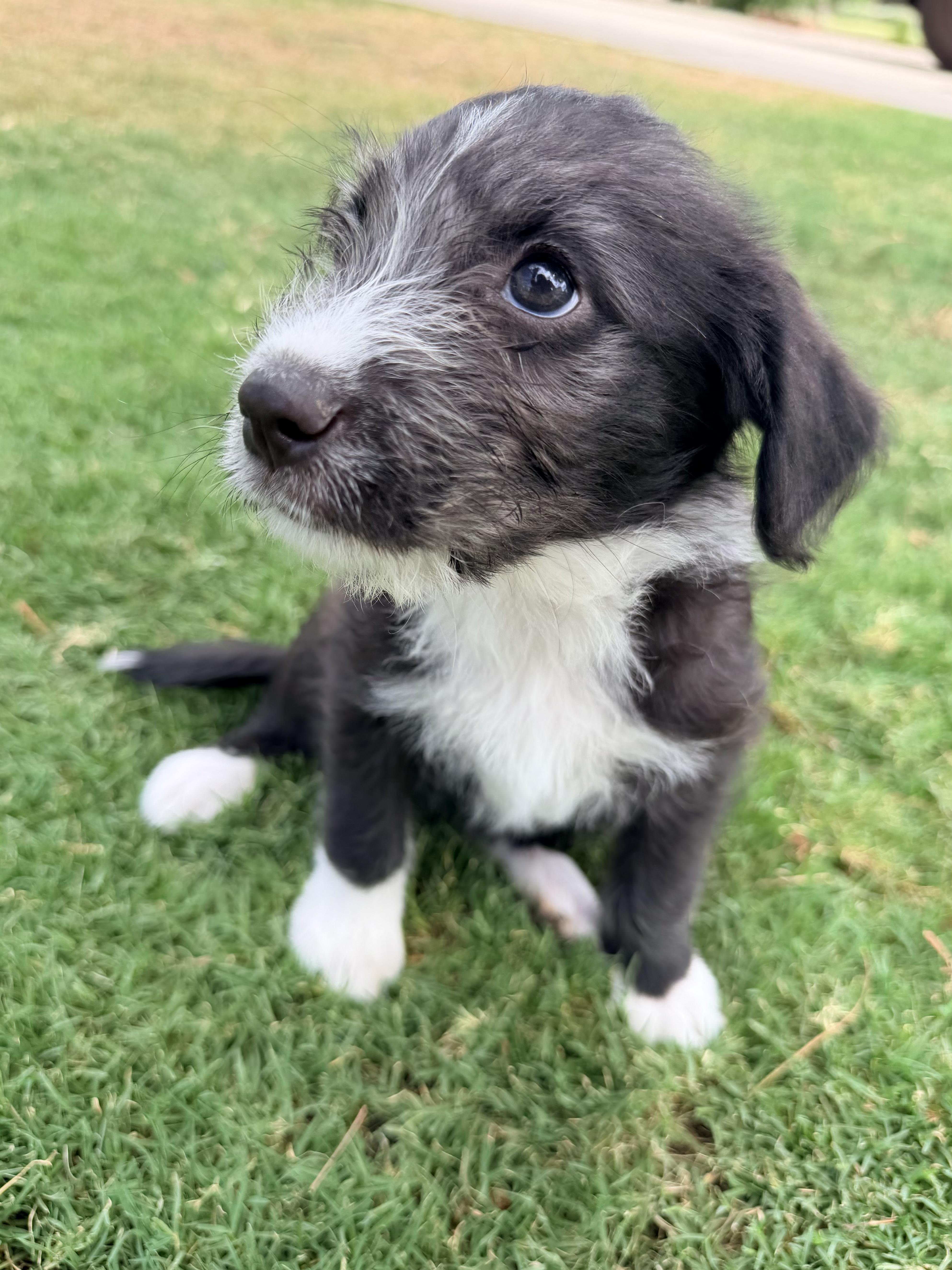 Mercury, a ADOPTABLE mixed breed in Gilbert, AZ image 2/6