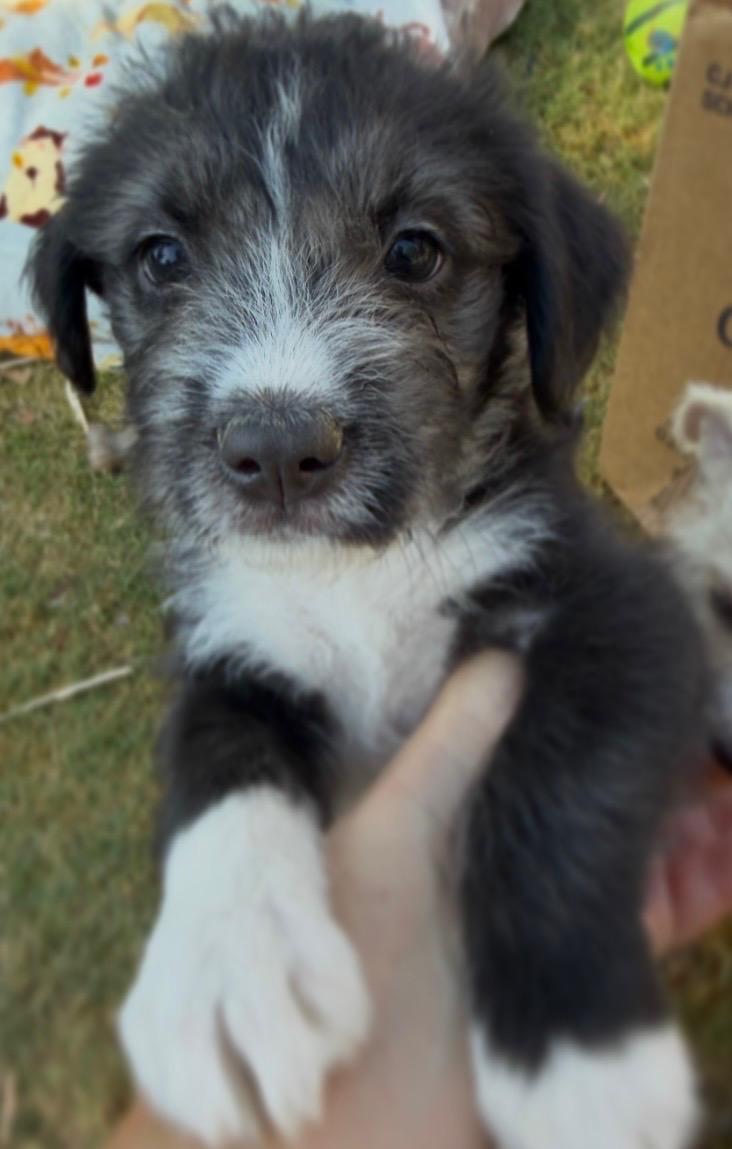 Mercury, a ADOPTABLE mixed breed in Gilbert, AZ image 4/6