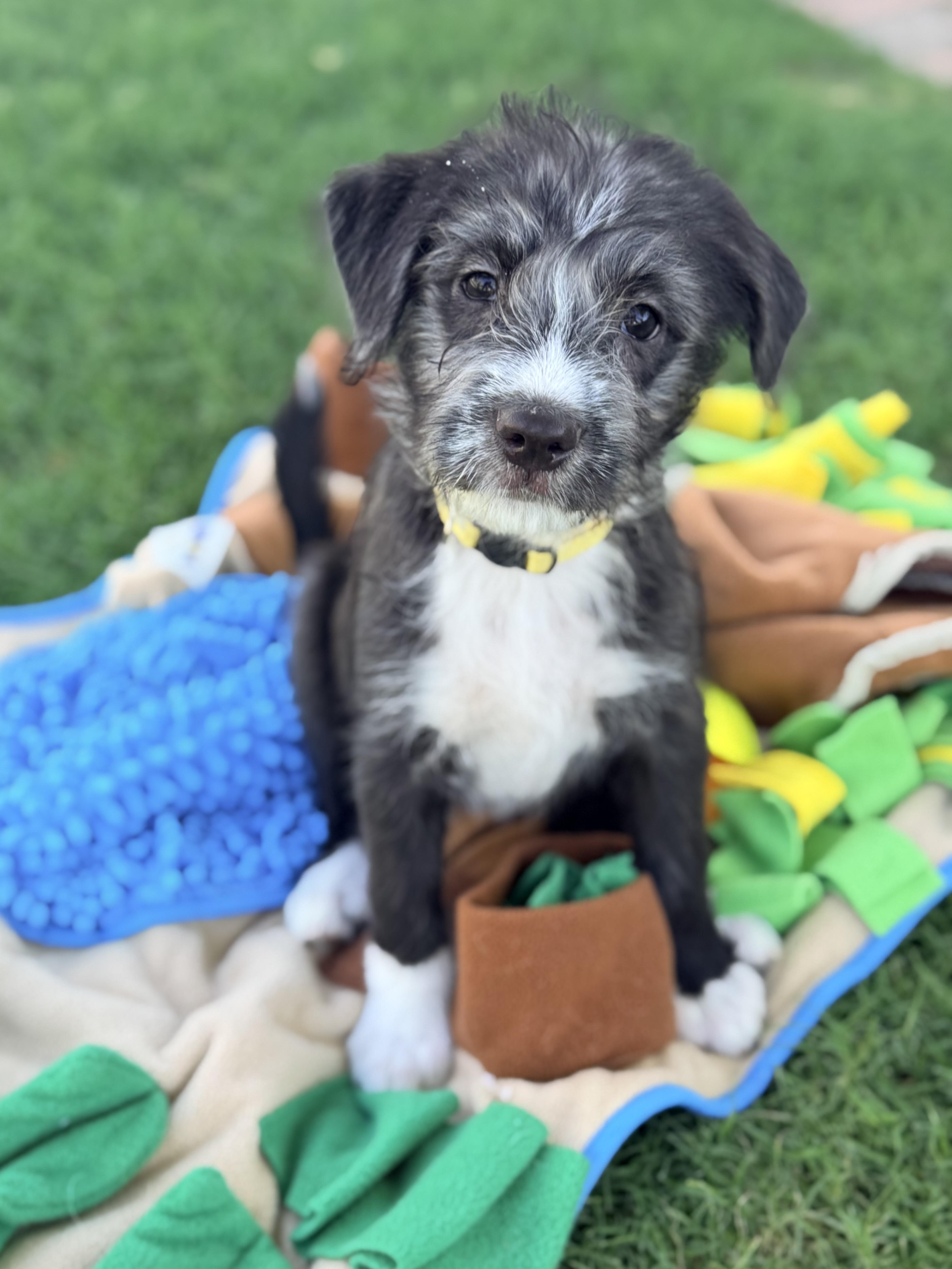 Mercury, ADOPTABLE, Puppy Female Parson Russell Terrier & Border Terrier.