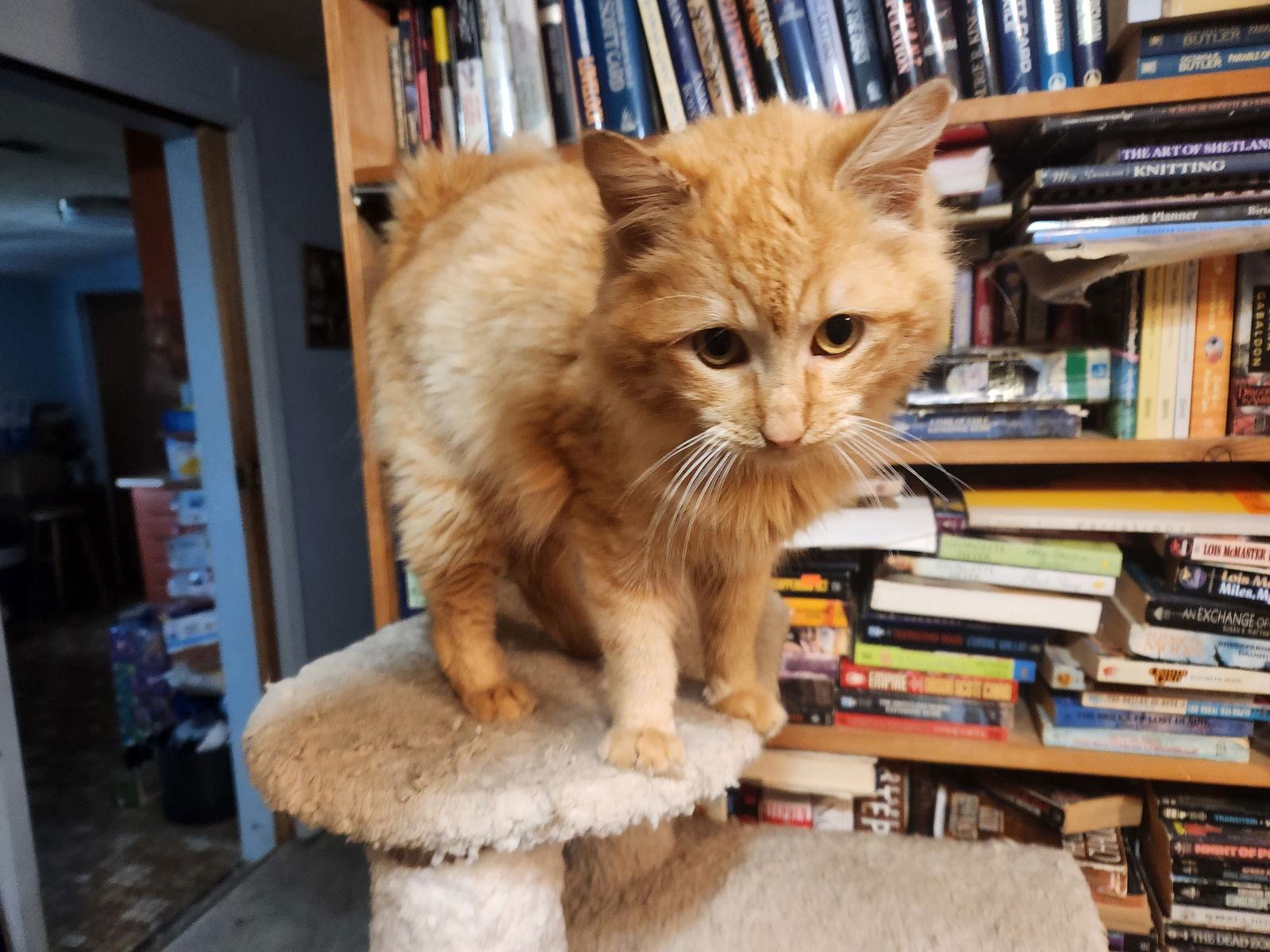 Haymitch, Adoptable, Young Male Domestic Long Hair & Tabby.