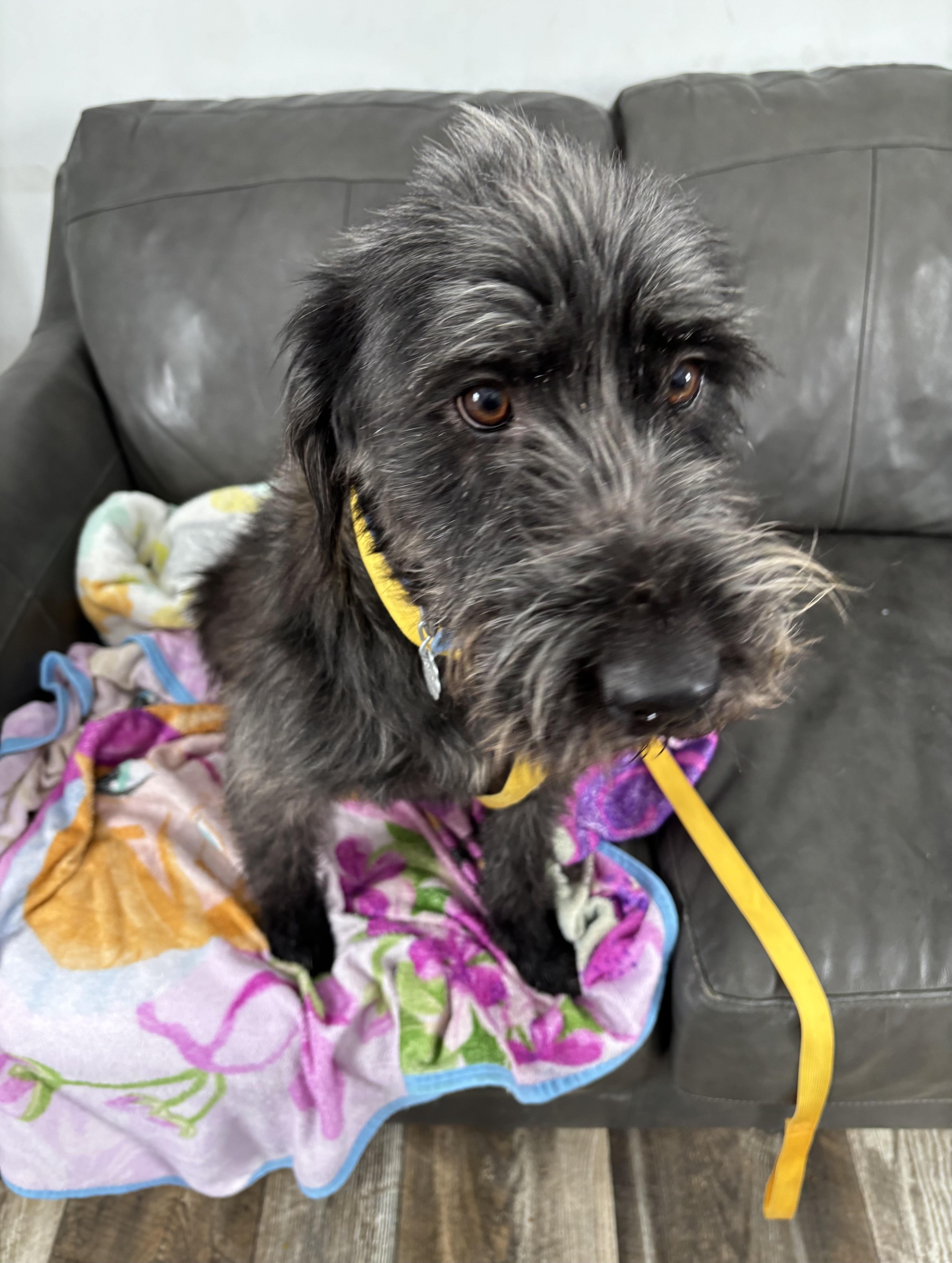 Enlarge Johnny, an adoptable mixed breed in Oxford, MI image 3/4