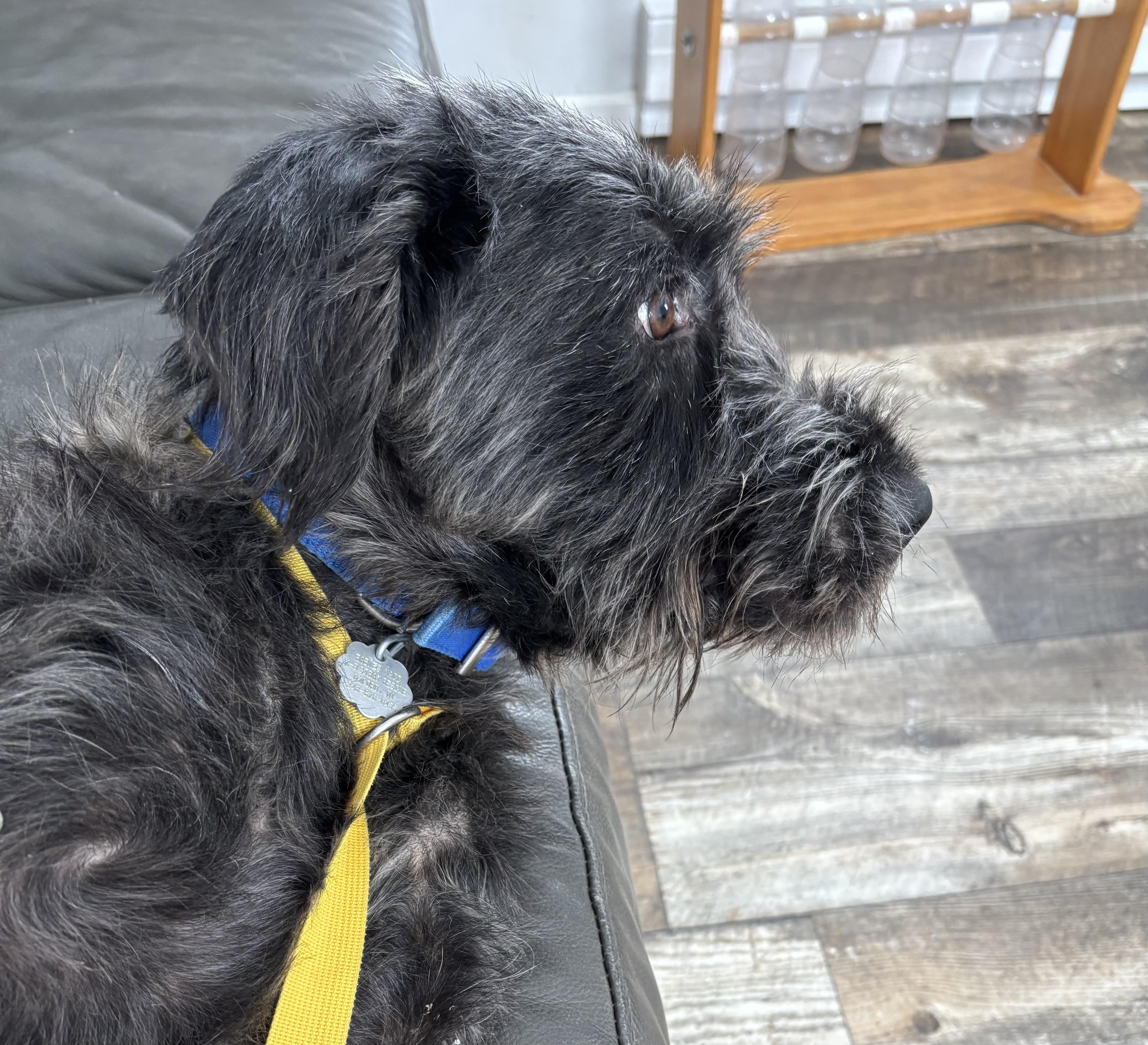 Enlarge Johnny, an adoptable mixed breed in Oxford, MI image 4/4