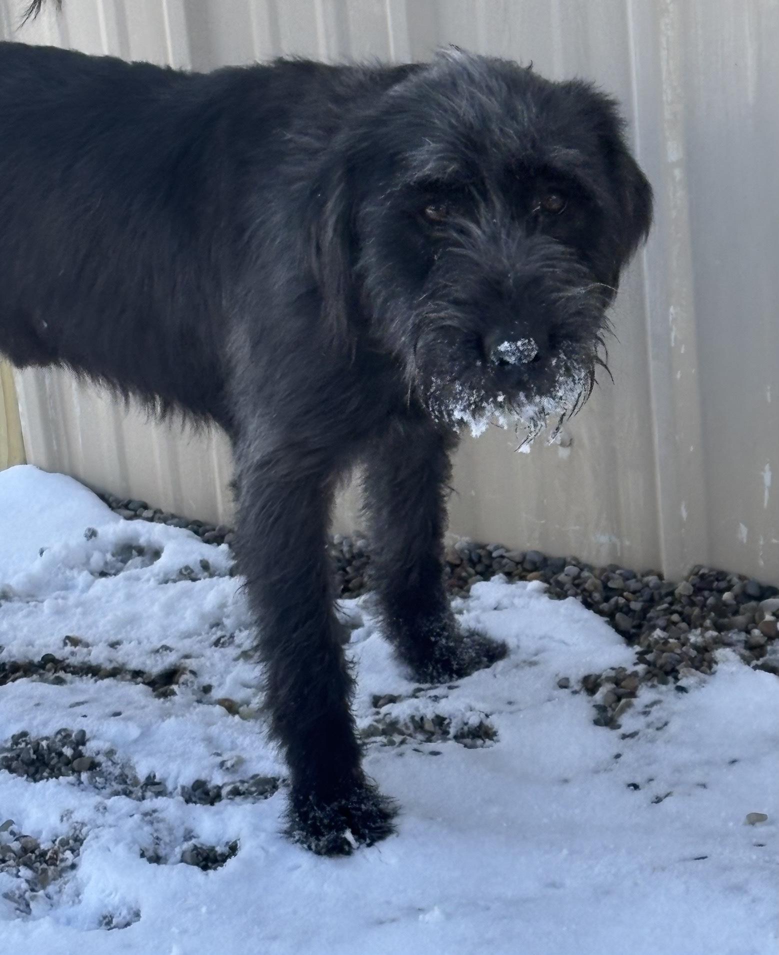 Enlarge Johnny, an adoptable mixed breed in Oxford, MI image 5/6