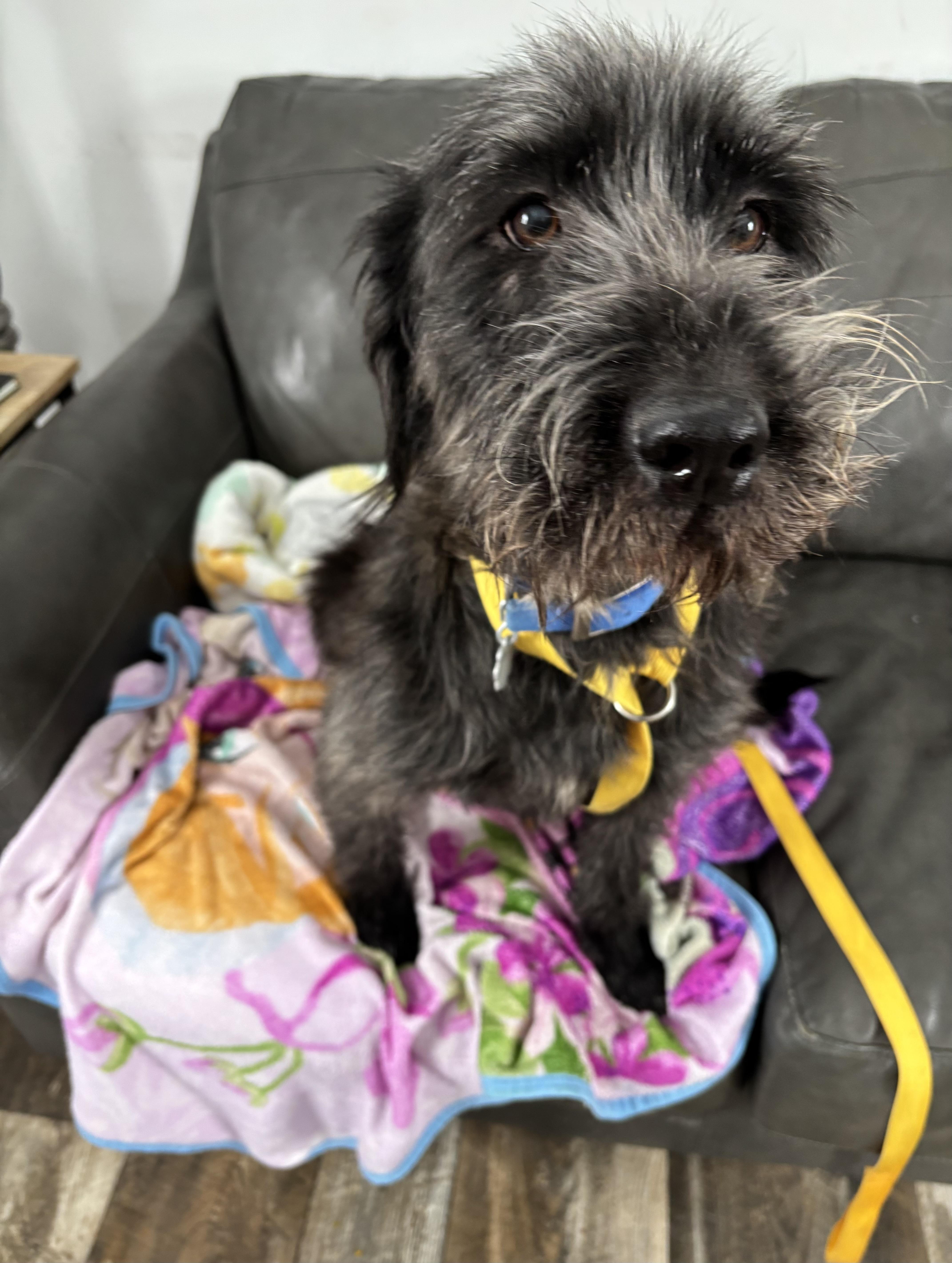 Enlarge Johnny, an adoptable mixed breed in Oxford, MI image 2/4