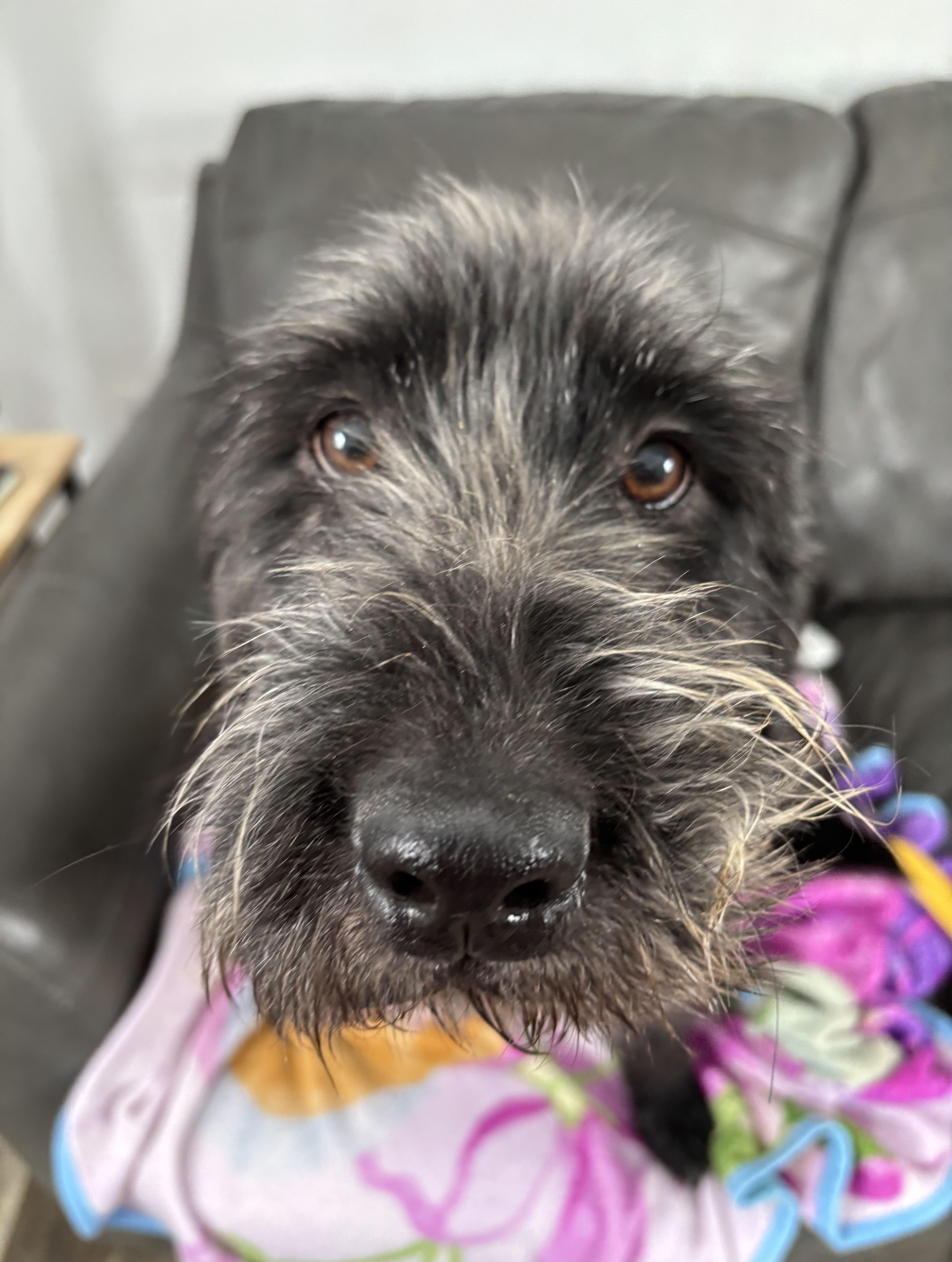 Johnny, adoptable, Young Male Schnauzer & Mixed Breed.