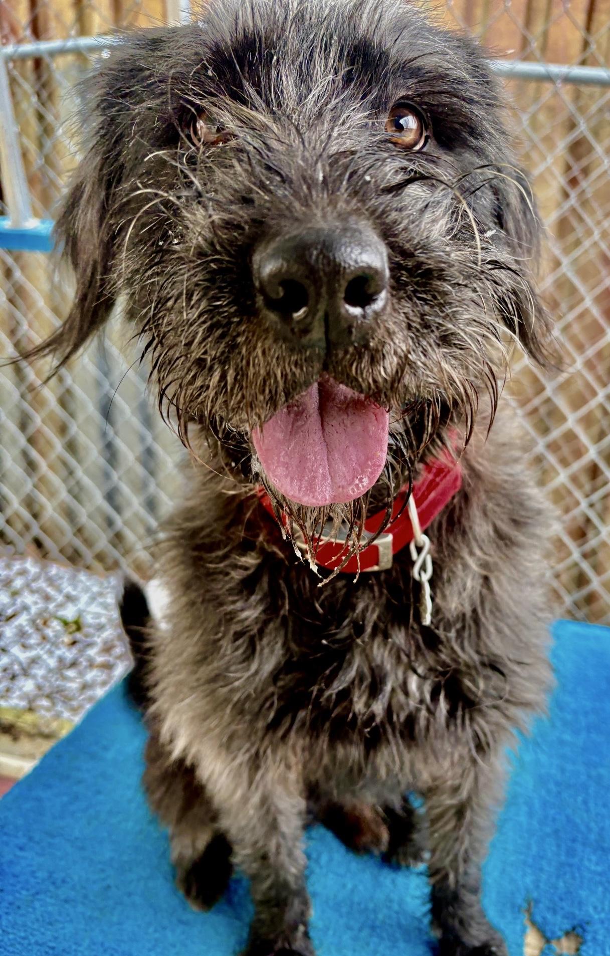 Enlarge Johnny, an adoptable mixed breed in Oxford, MI image 6/6