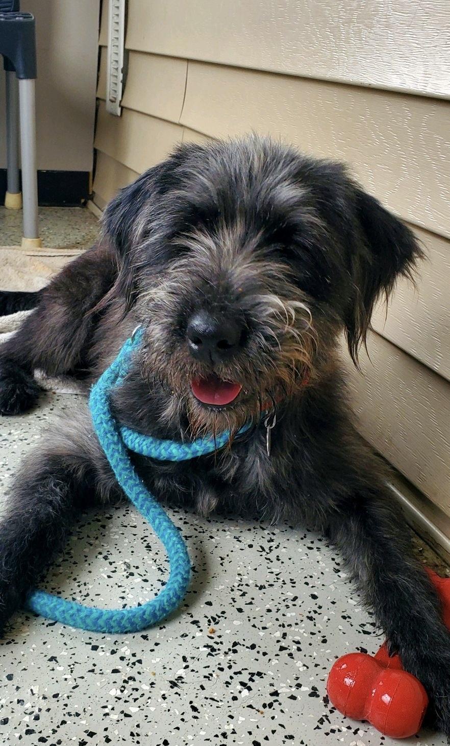 Enlarge Johnny, an adoptable mixed breed in Oxford, MI image 1/6