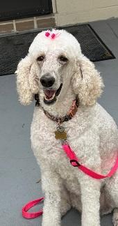 Jill, adopted, Adult Female Standard Poodle.