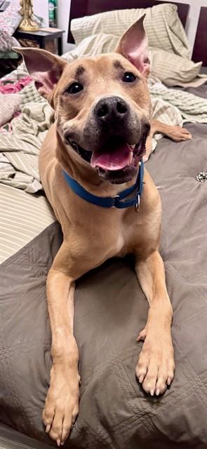 BRAVE, Adoptable, Adult Male Mixed Breed.