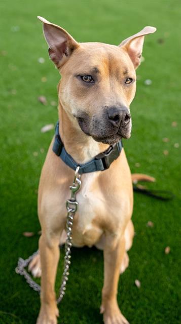 BRAVE — thumbnail 2