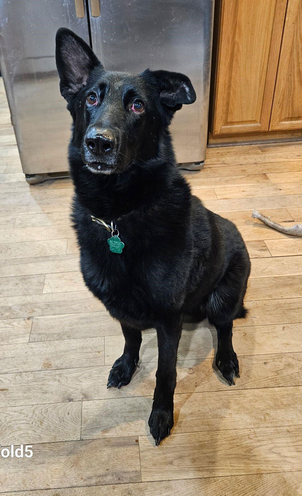 Ava Marie, Adoptable, Adult Female German Shepherd Dog.