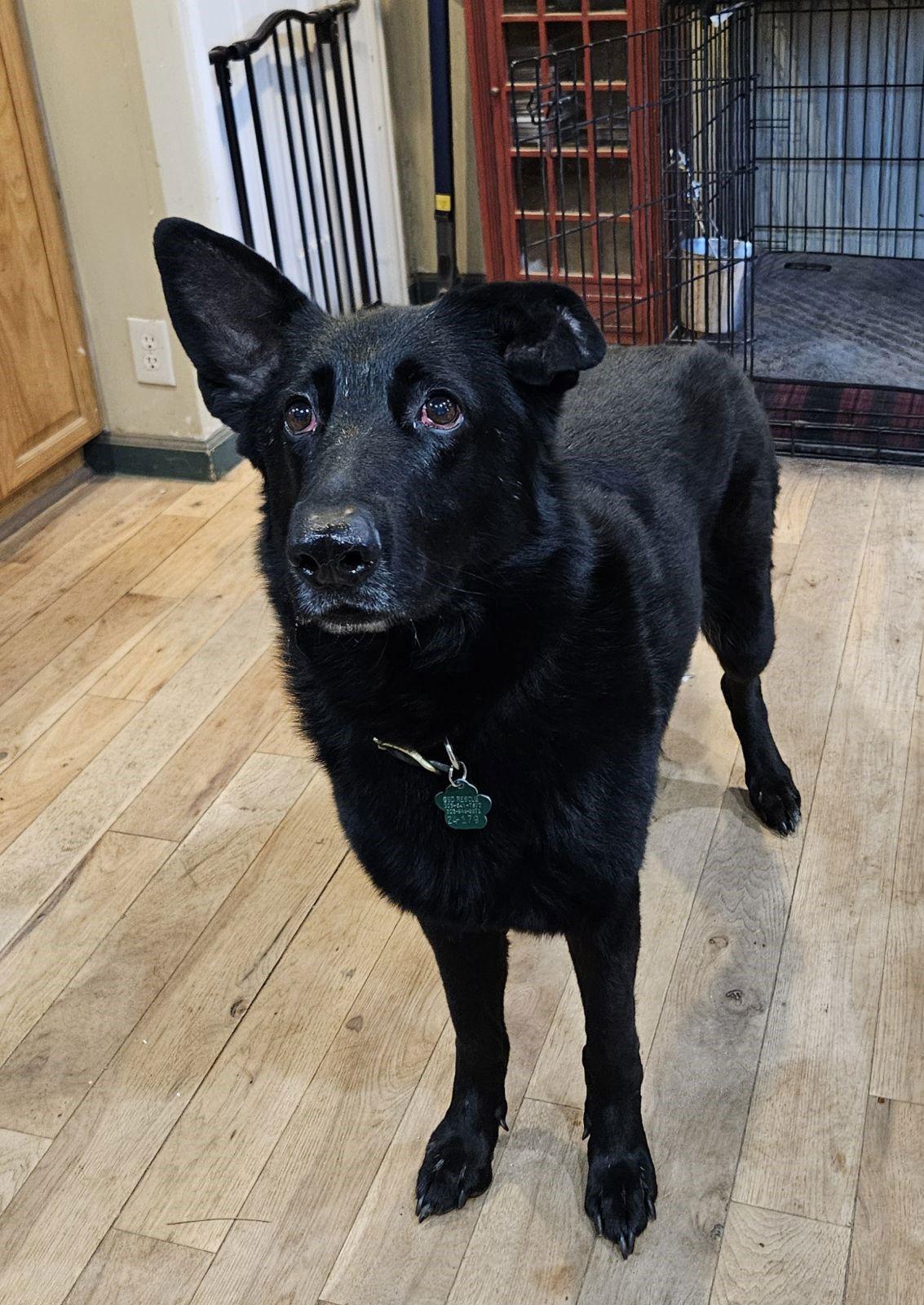 Ava Marie, a Adoptable German Shepherd Dog in Lakewood, CO image 2/3