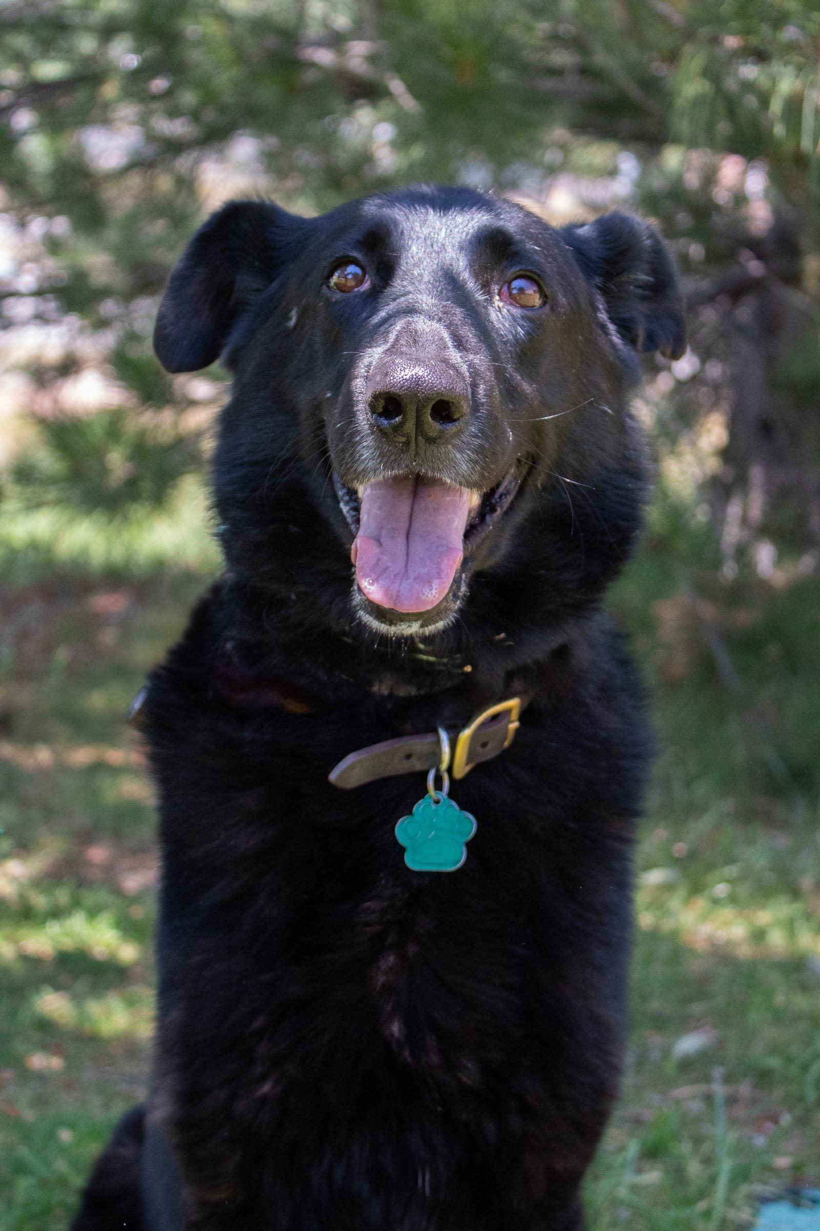 Ava Marie, a Adoptable German Shepherd Dog in Lakewood, CO image 3/3