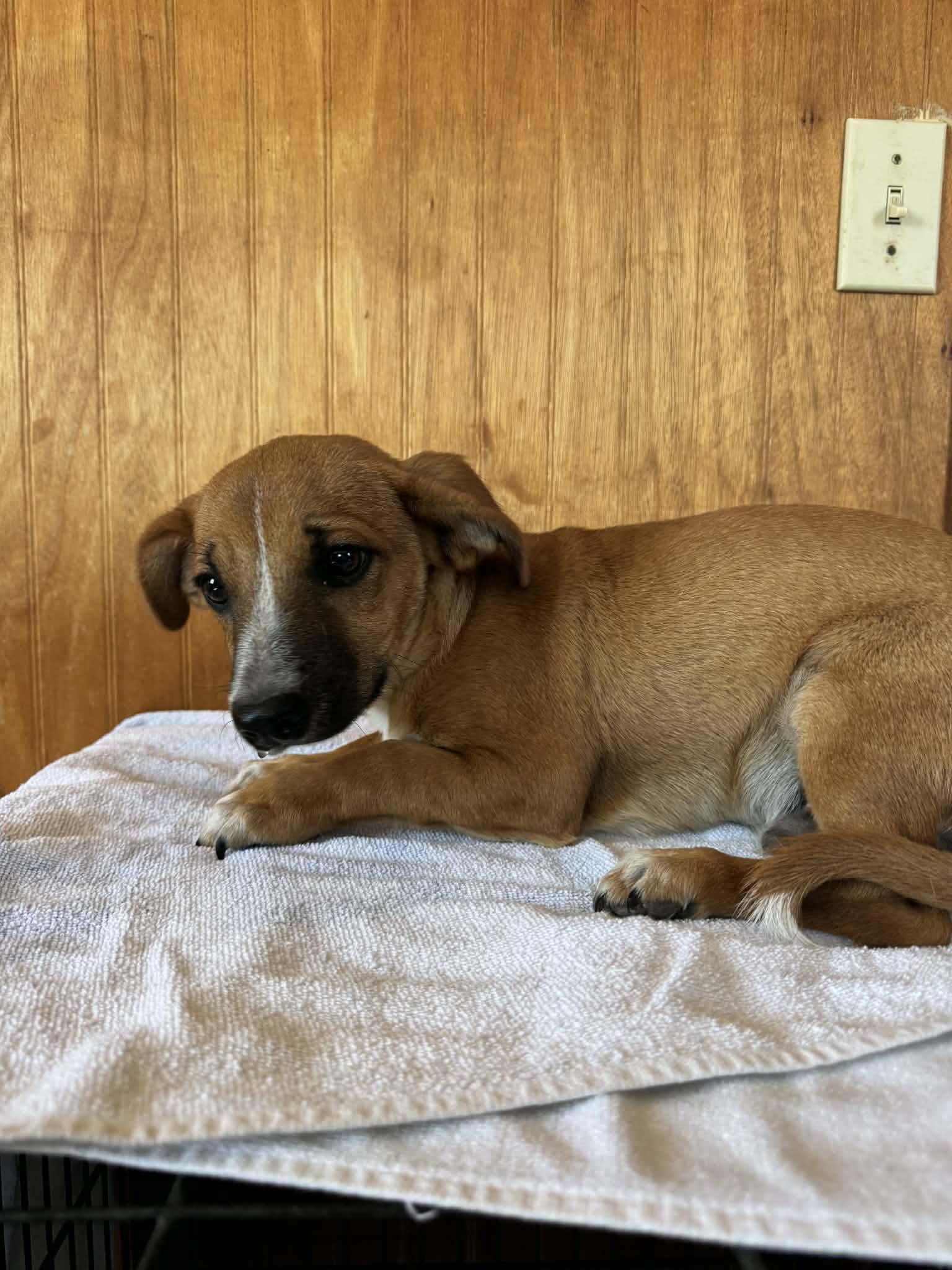 Bear, Adoptable, Puppy Male Dachshund.