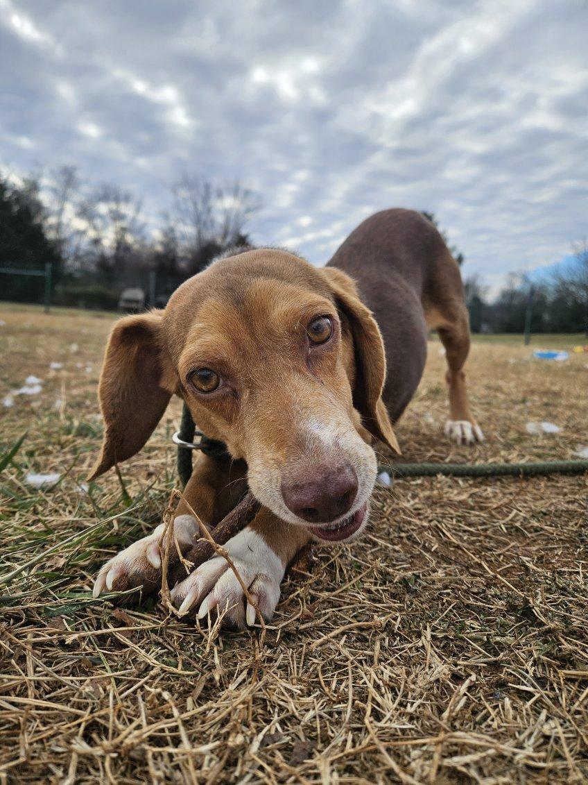 Sir-Sniffs-A-Lot, ADOPTABLE, Adult Male Beagle.
