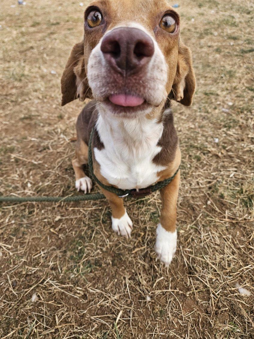 Enlarge Sir-Sniffs-A-Lot, a ADOPTABLE Beagle in Culpeper, VA image 3/4