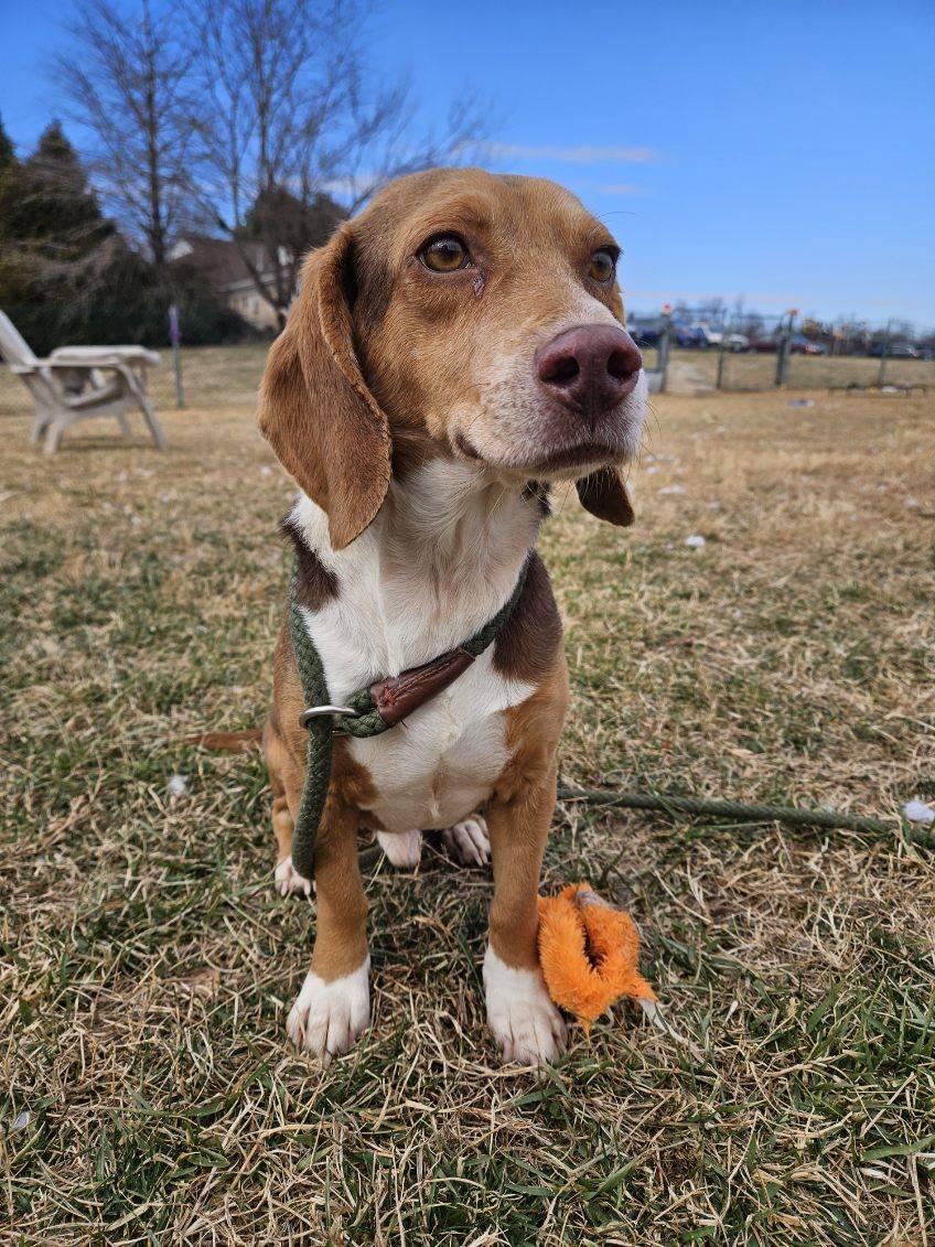 Enlarge Sir-Sniffs-A-Lot, a ADOPTABLE Beagle in Culpeper, VA image 4/4
