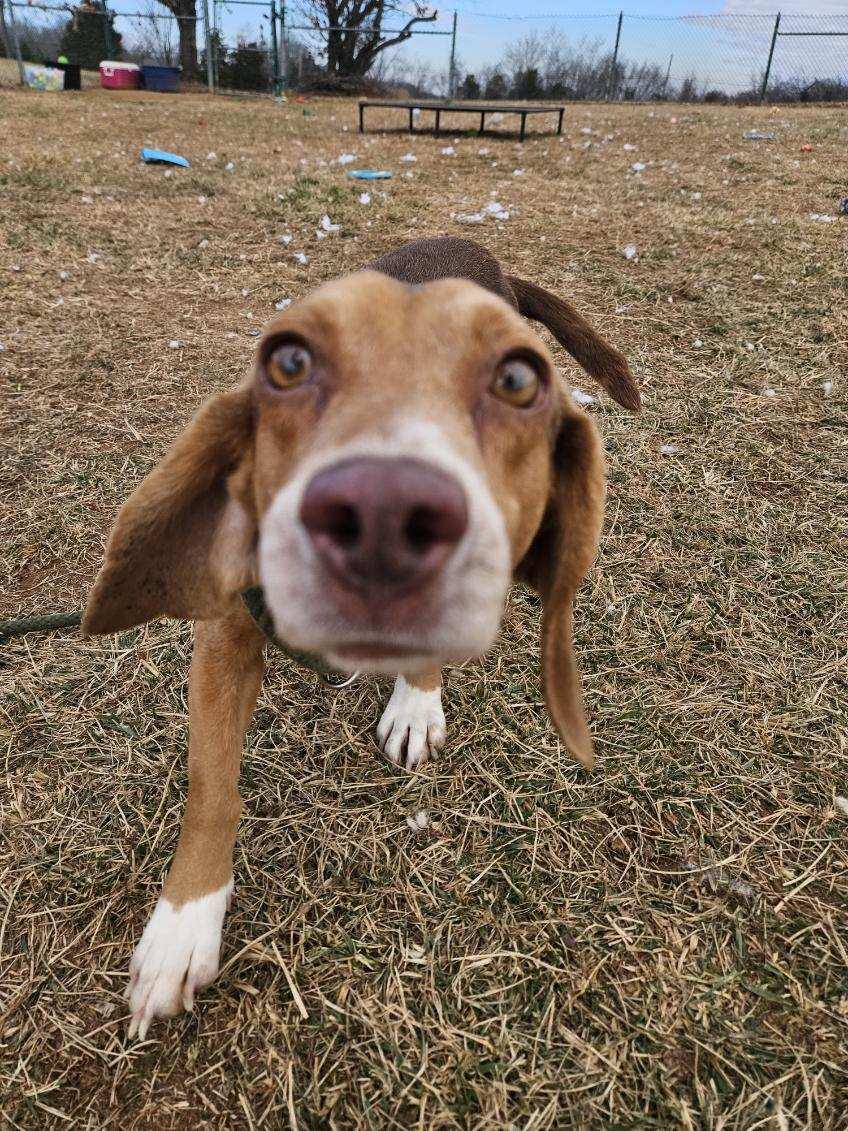 Enlarge Sir-Sniffs-A-Lot, a ADOPTABLE Beagle in Culpeper, VA image 2/4