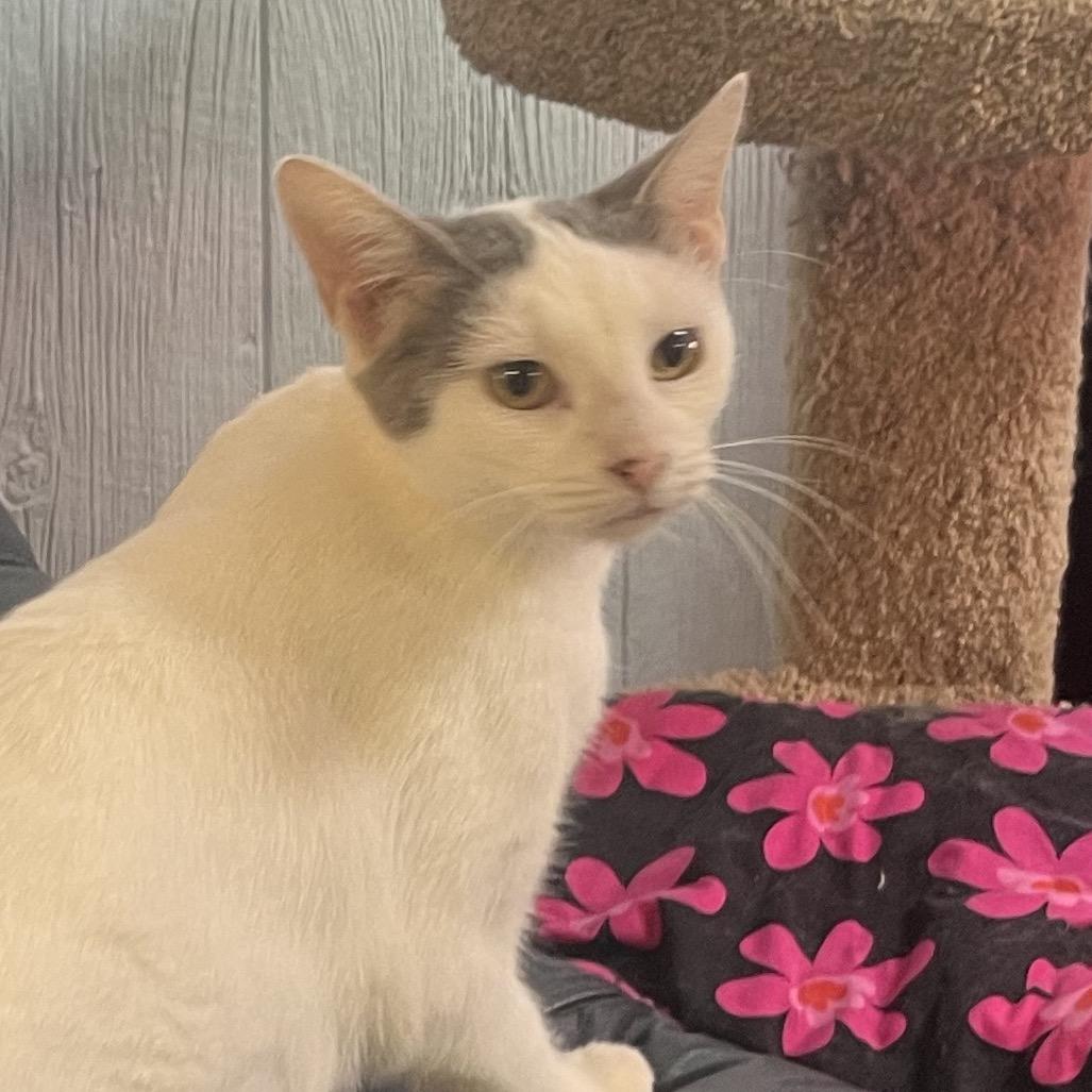Mint Chocolate Chip, Adoptable, Adult Female Domestic Short Hair.