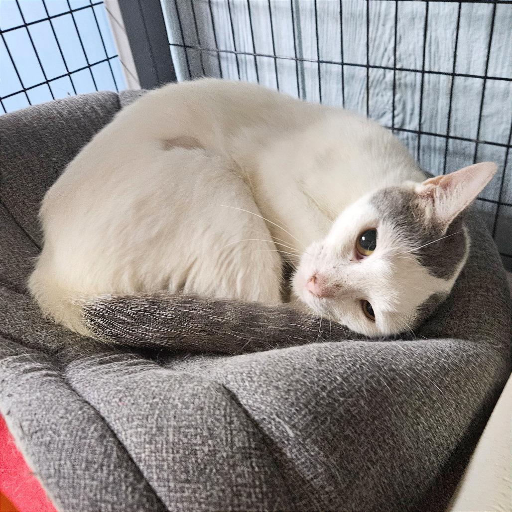 Enlarge Mint Chocolate Chip, a Adoptable Domestic Short Hair in Clarksville, AR image 2/5