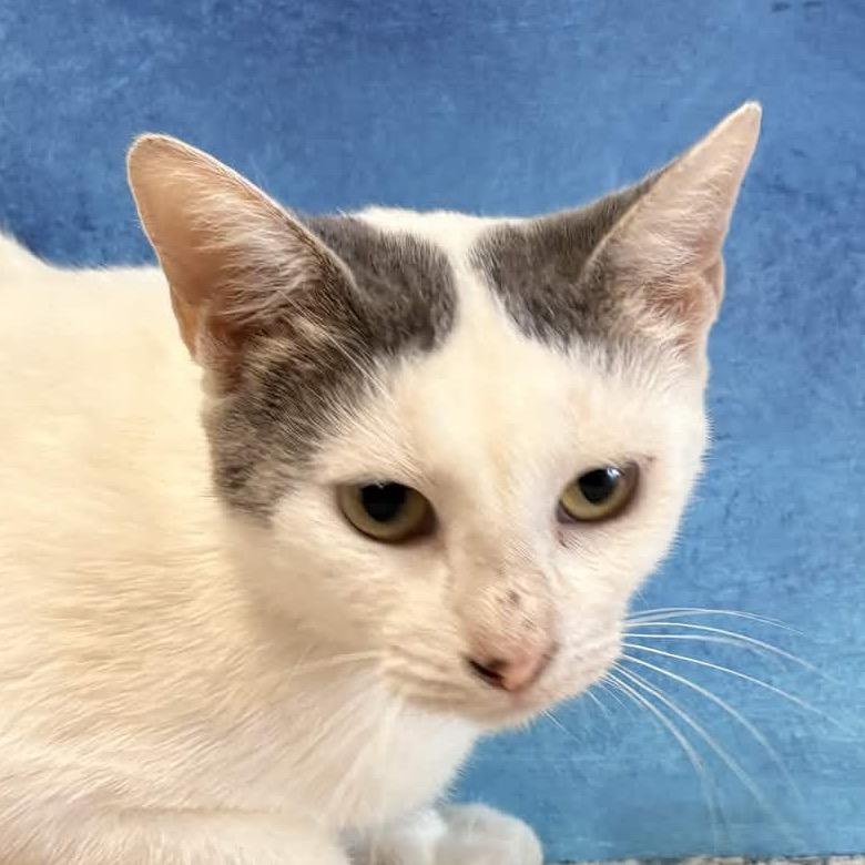 Enlarge Mint Chocolate Chip, a Adoptable Domestic Short Hair in Clarksville, AR image 3/5