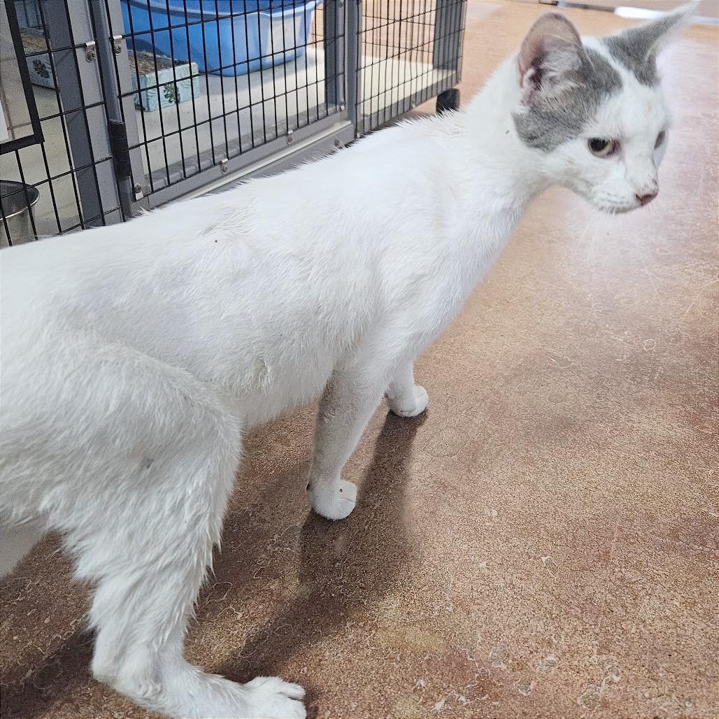 Enlarge Mint Chocolate Chip, a Adoptable Domestic Short Hair in Clarksville, AR image 4/5