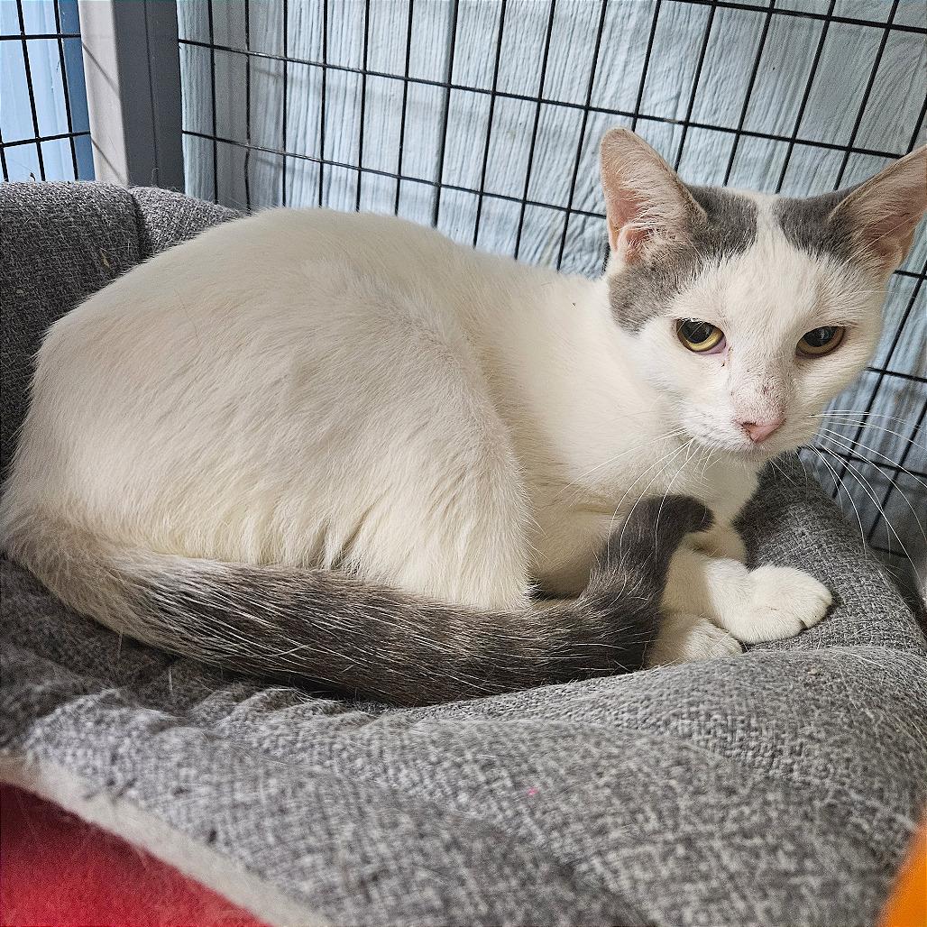 Enlarge Mint Chocolate Chip, a Adoptable Domestic Short Hair in Clarksville, AR image 5/5