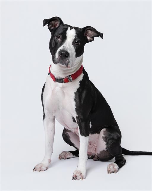 STARLET, Adoptable, Adult Female Staffordshire Bull Terrier & Mixed Breed.