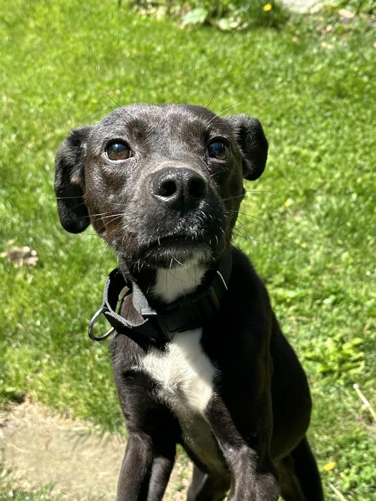 Enlarge Thumper, a Adoptable mixed breed in Pottstown, PA image 4/6
