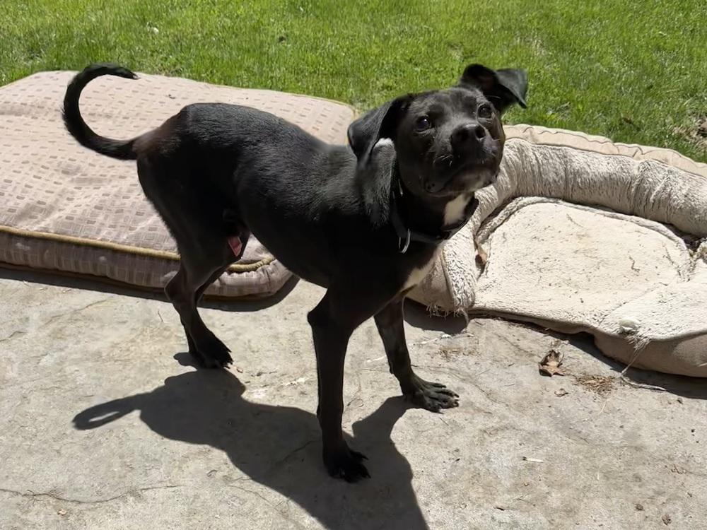 Thumper, Adoptable, Adult Male Labrador Retriever.