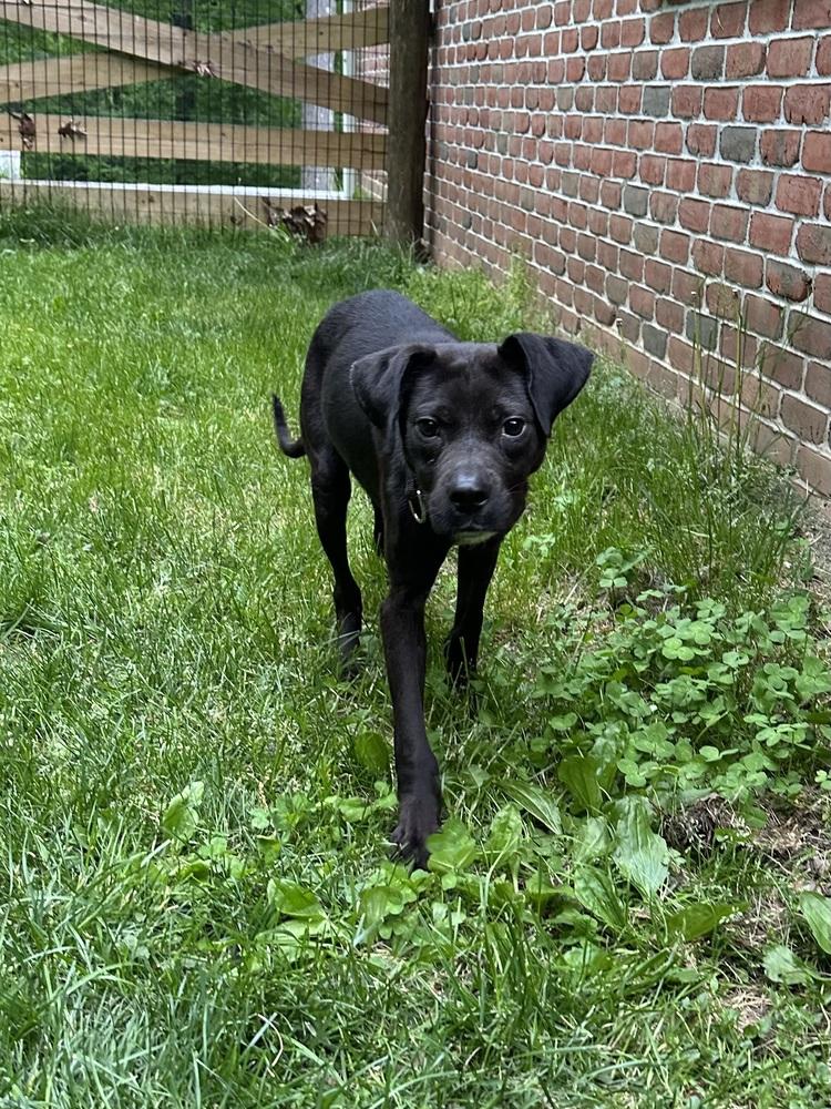Enlarge Thumper, a Adoptable mixed breed in Pottstown, PA image 5/6