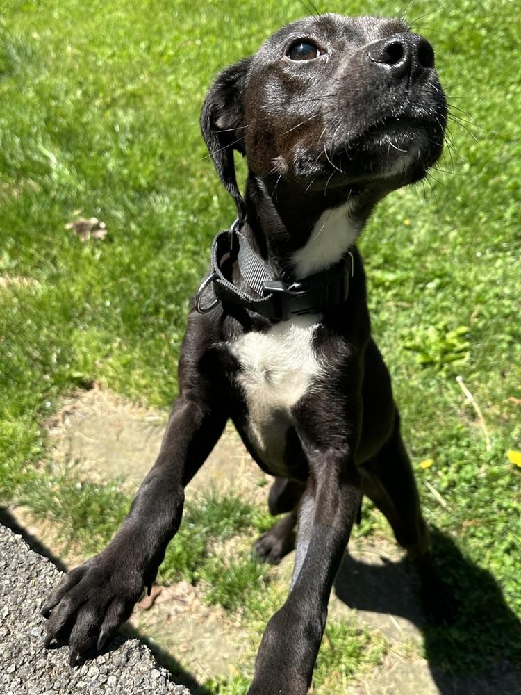 Enlarge Thumper, a Adoptable mixed breed in Pottstown, PA image 6/6