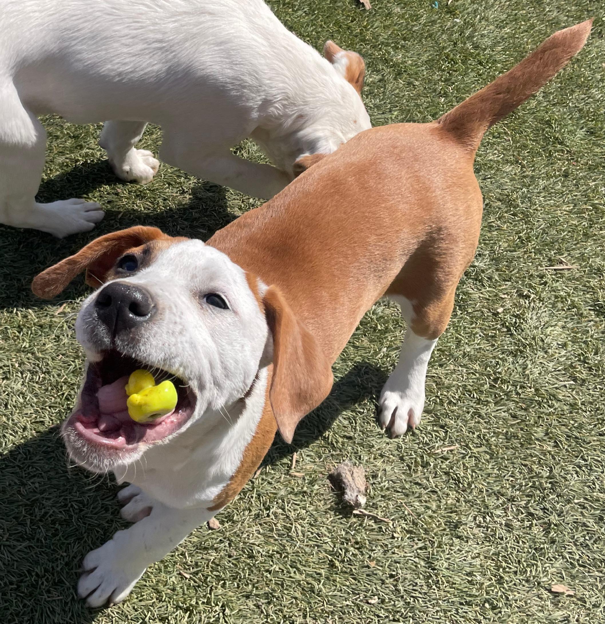 Frankie, Adoptable, Young Female Hound.