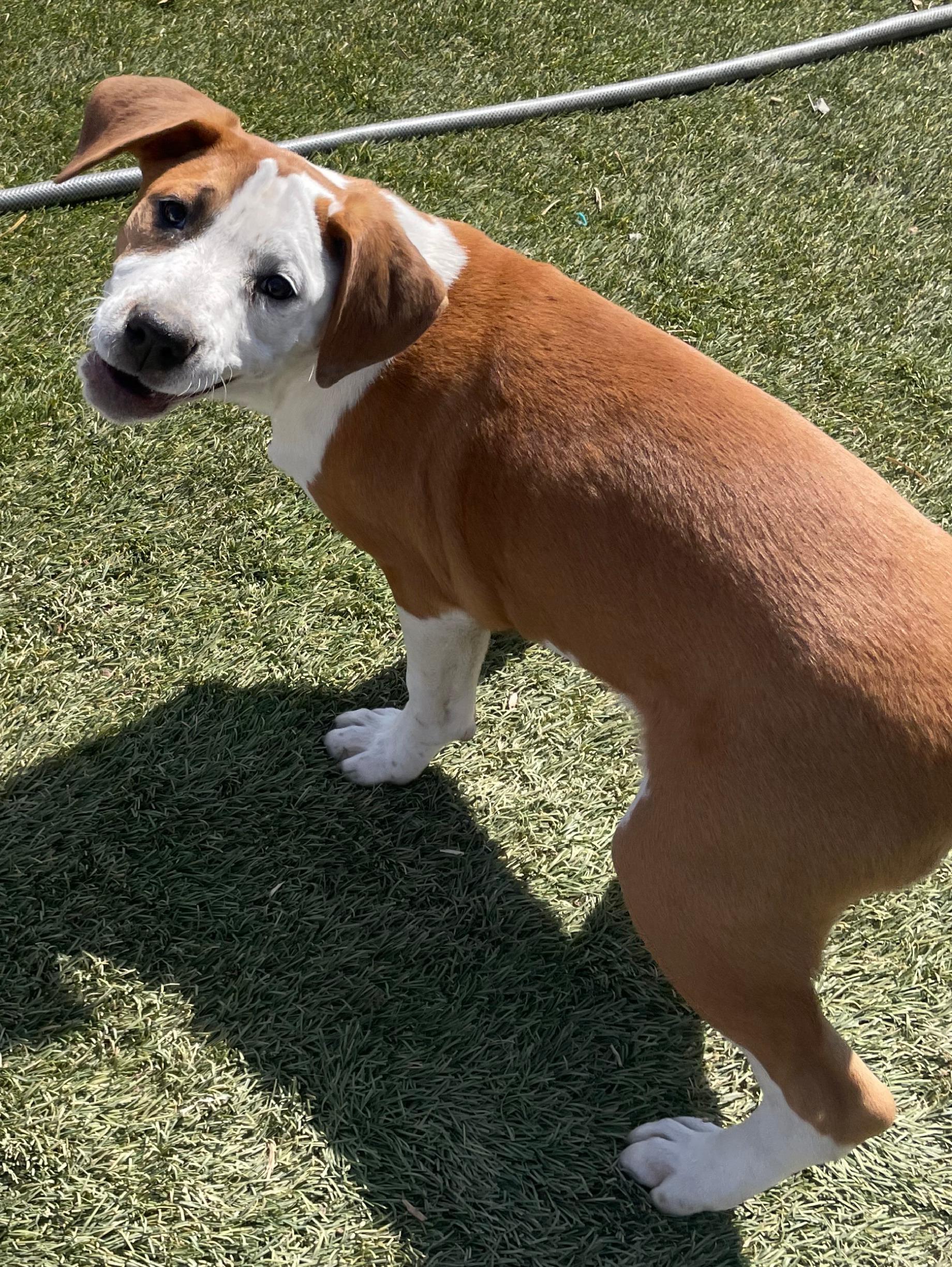 Frankie, a Adoptable mixed breed in Tracy City , TN image 2/3