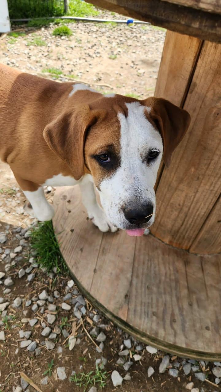 Frankie, a Adoptable mixed breed in Tracy City , TN image 3/3