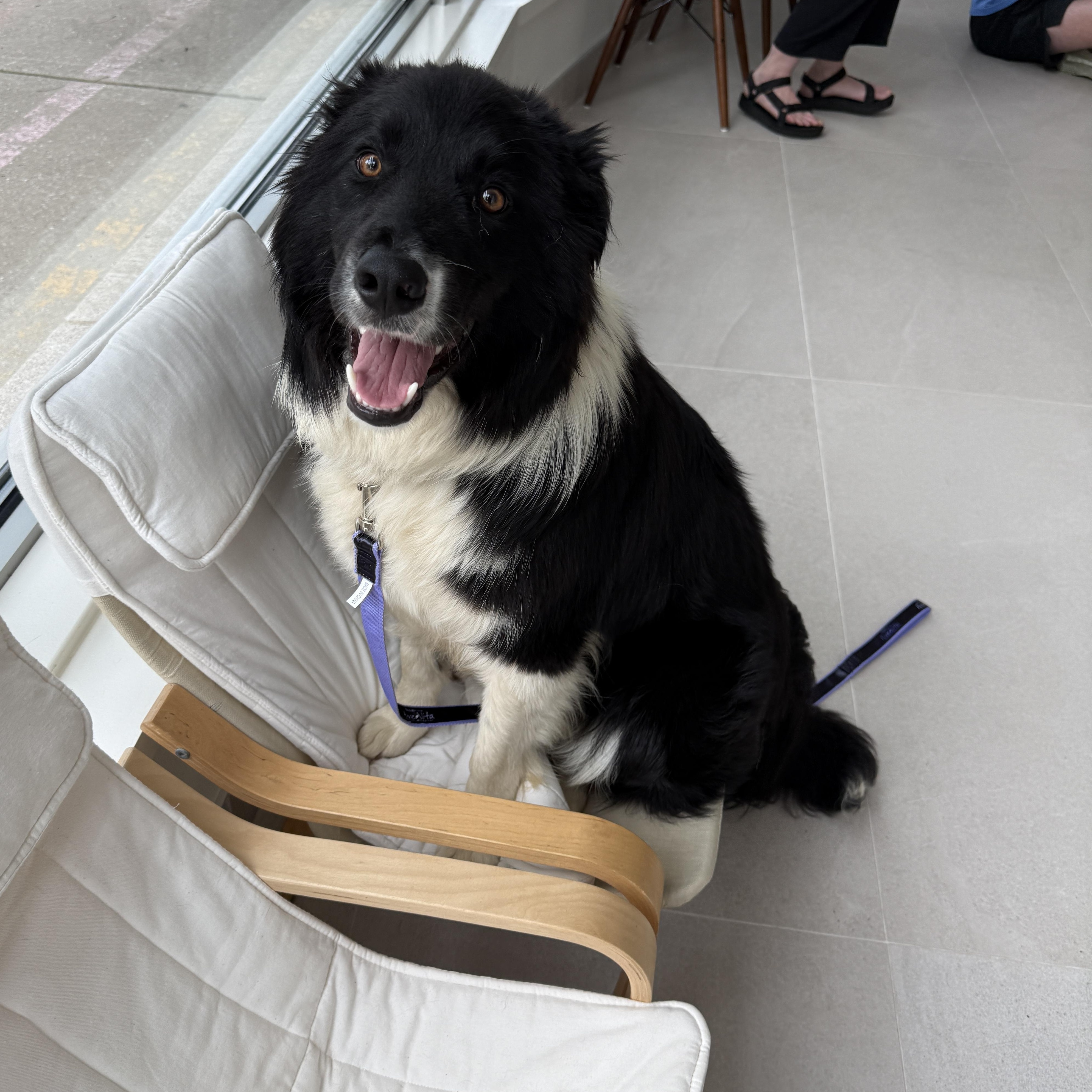 Sylvester, a ADOPTABLE Border Collie in Evanston, IL image 4/5
