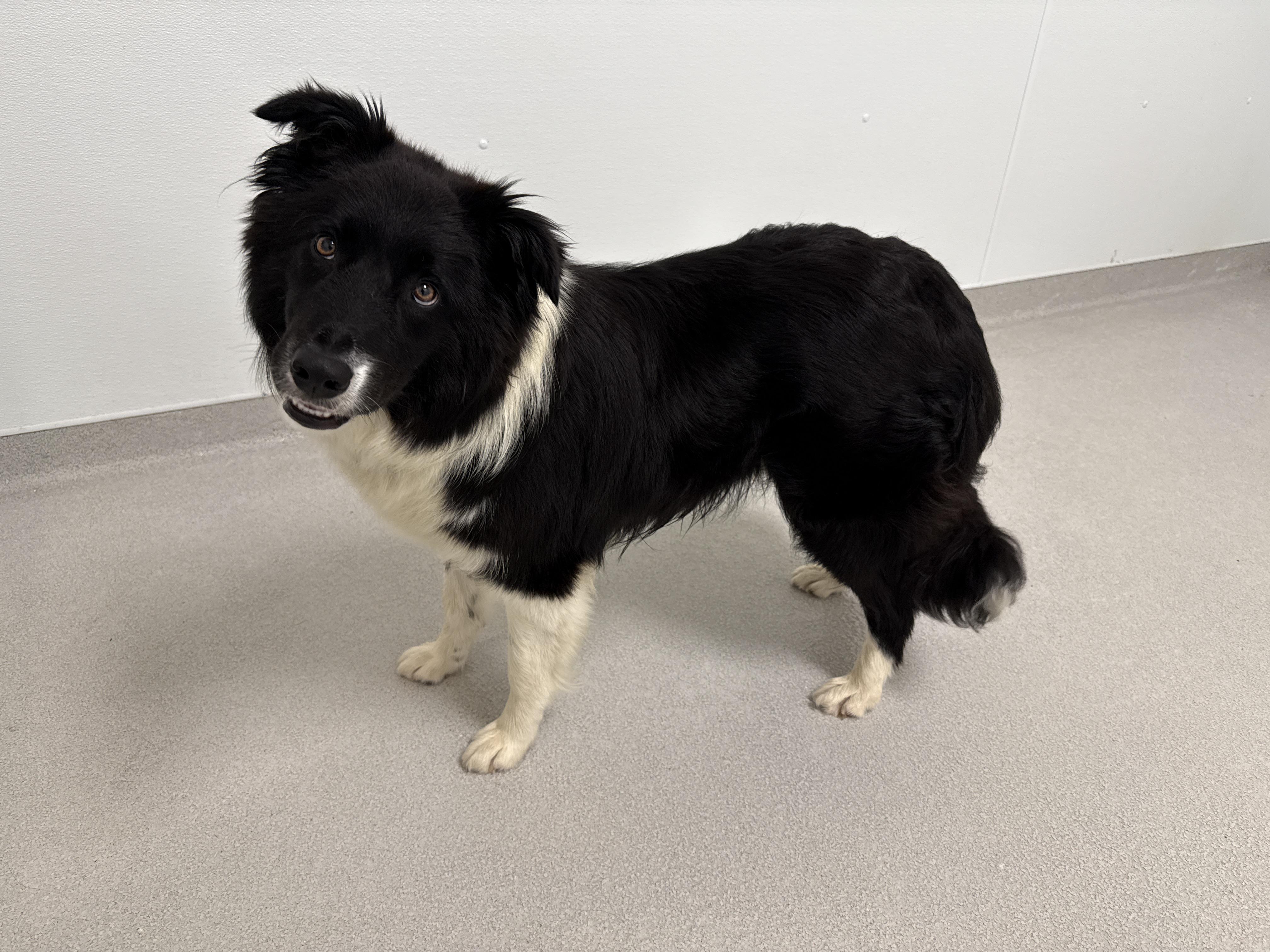 Sylvester, a ADOPTABLE Border Collie in Evanston, IL image 1/5