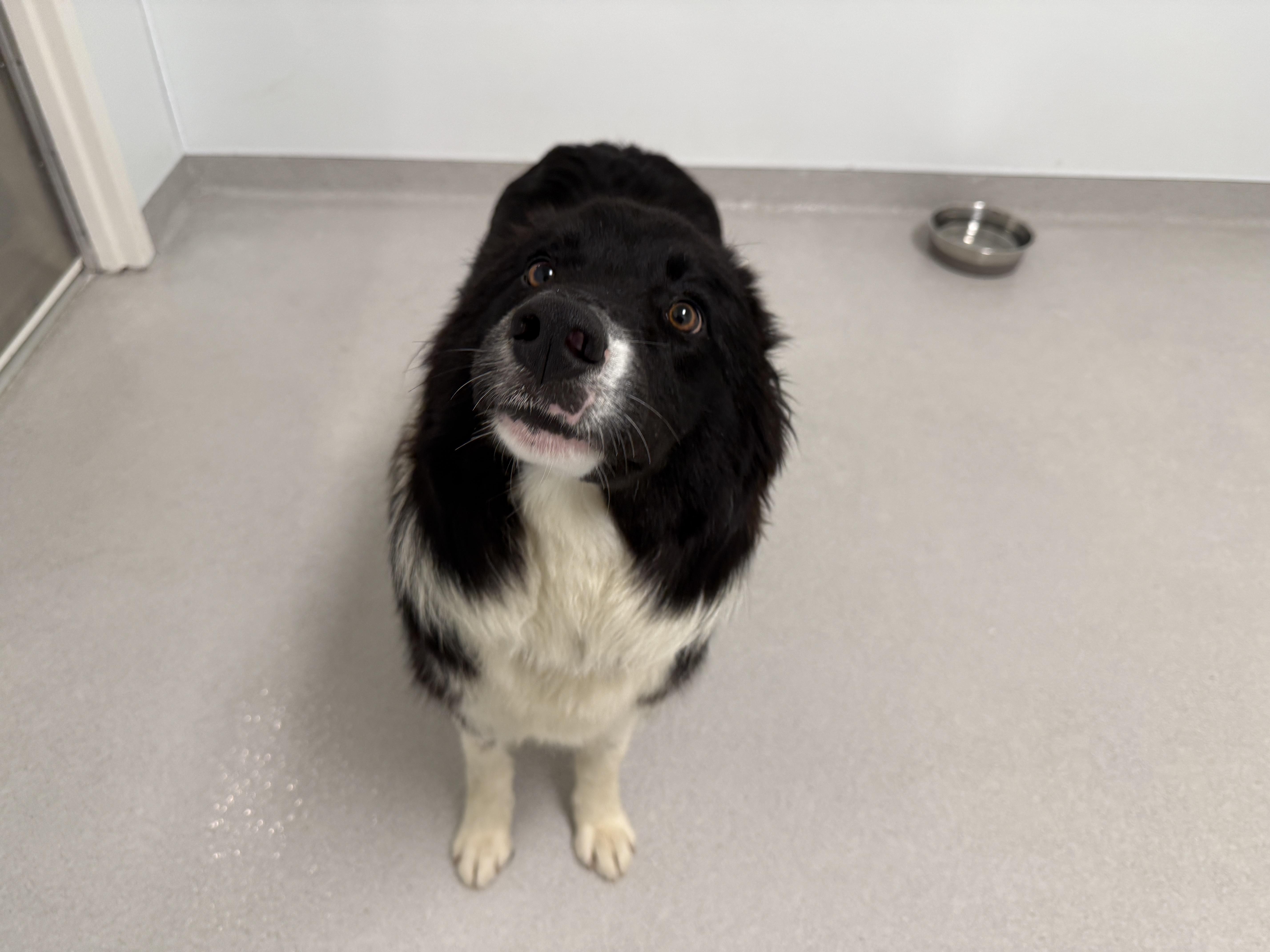 Sylvester, a ADOPTABLE Border Collie in Evanston, IL image 2/5