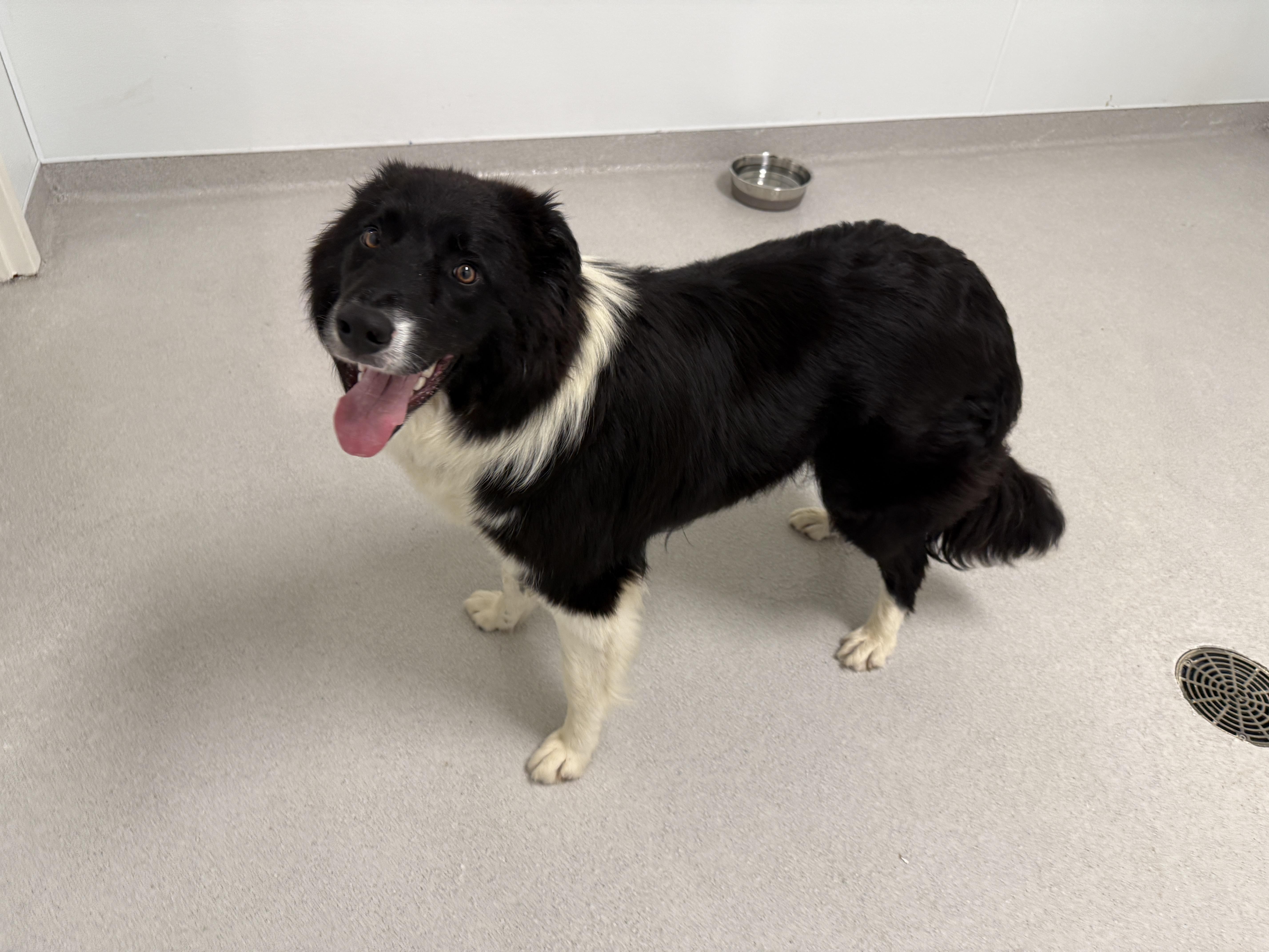 Sylvester, a ADOPTABLE Border Collie in Evanston, IL image 5/5