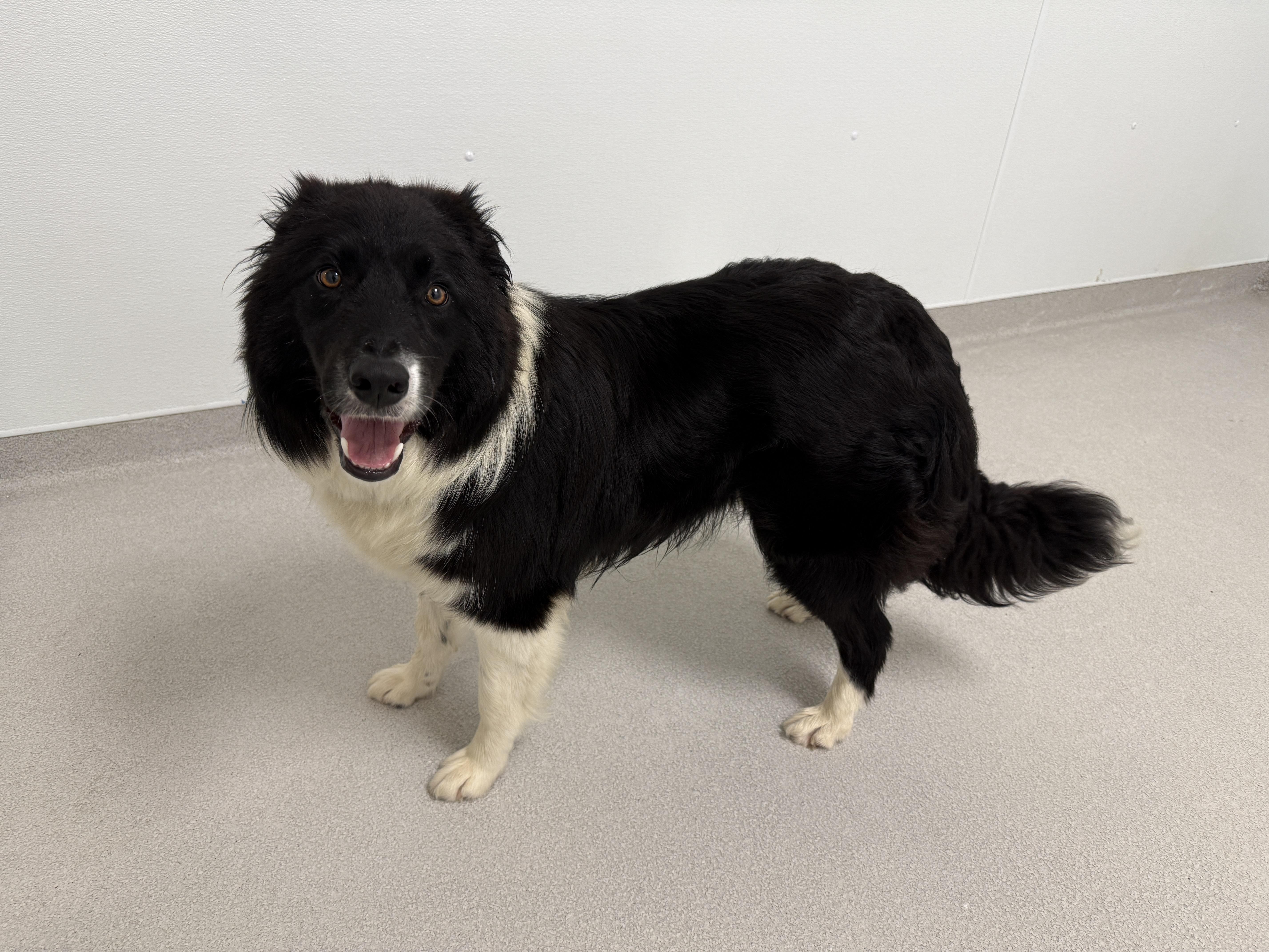 Sylvester, a ADOPTABLE Border Collie in Evanston, IL image 3/5