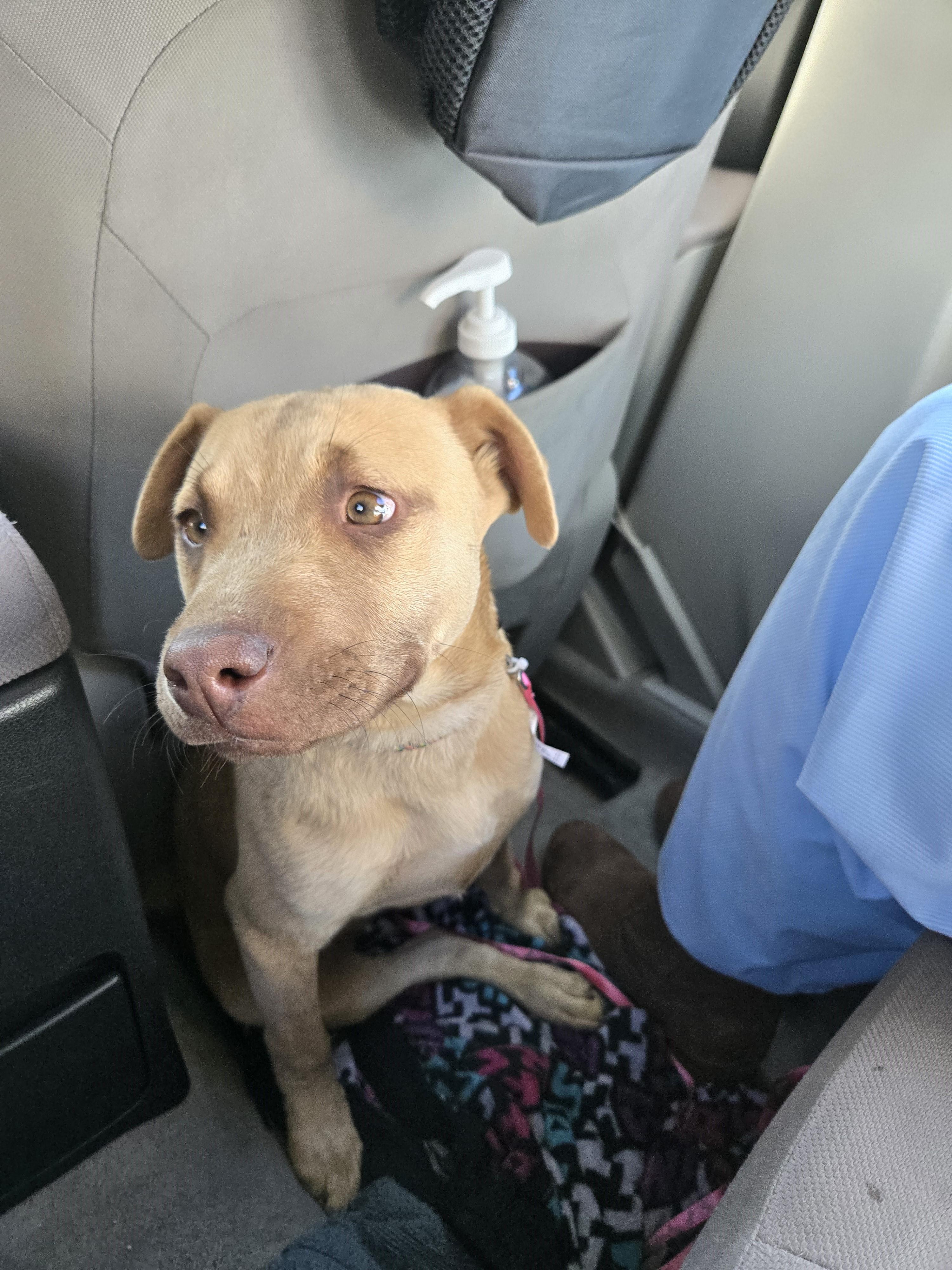 Wendy, Adopted, Young Female Labrador Retriever.