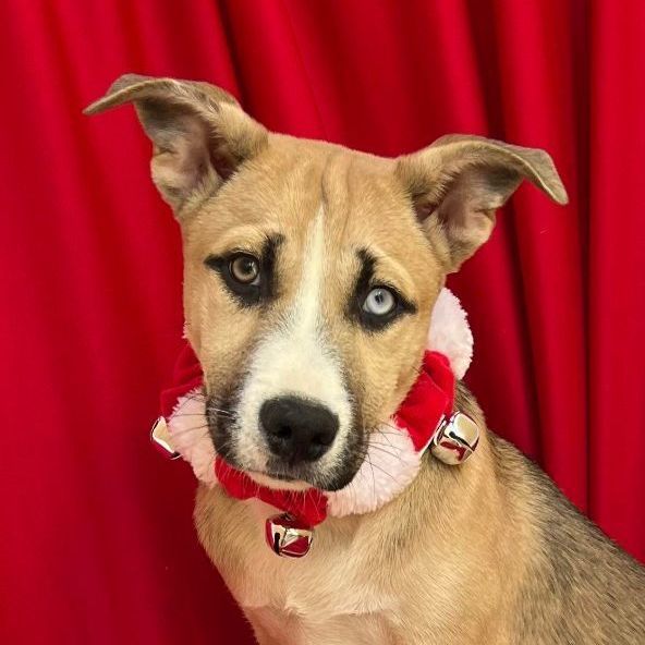 Macadamia, Adoptable, Young Female Hound & American Staffordshire Terrier.