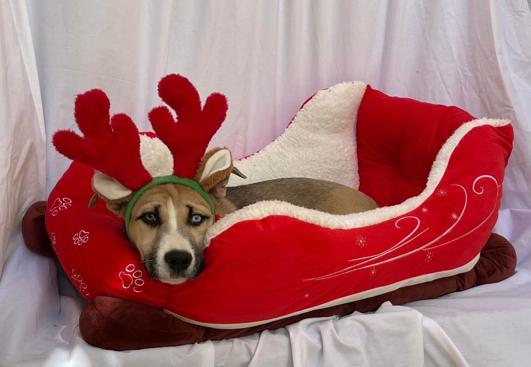 Macadamia, a Adoptable mixed breed in Griswold, CT image 2/4