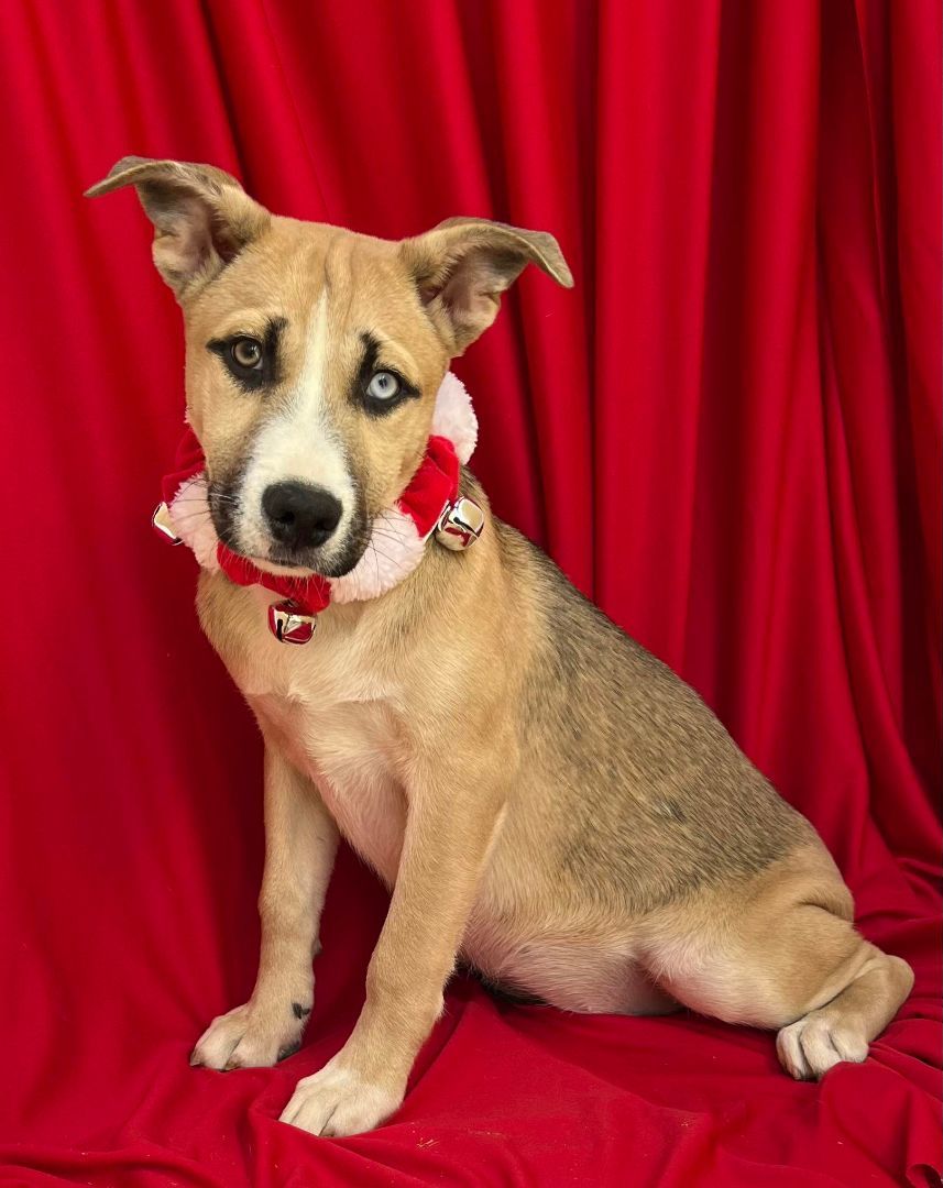 Macadamia, a Adoptable mixed breed in Griswold, CT image 3/4