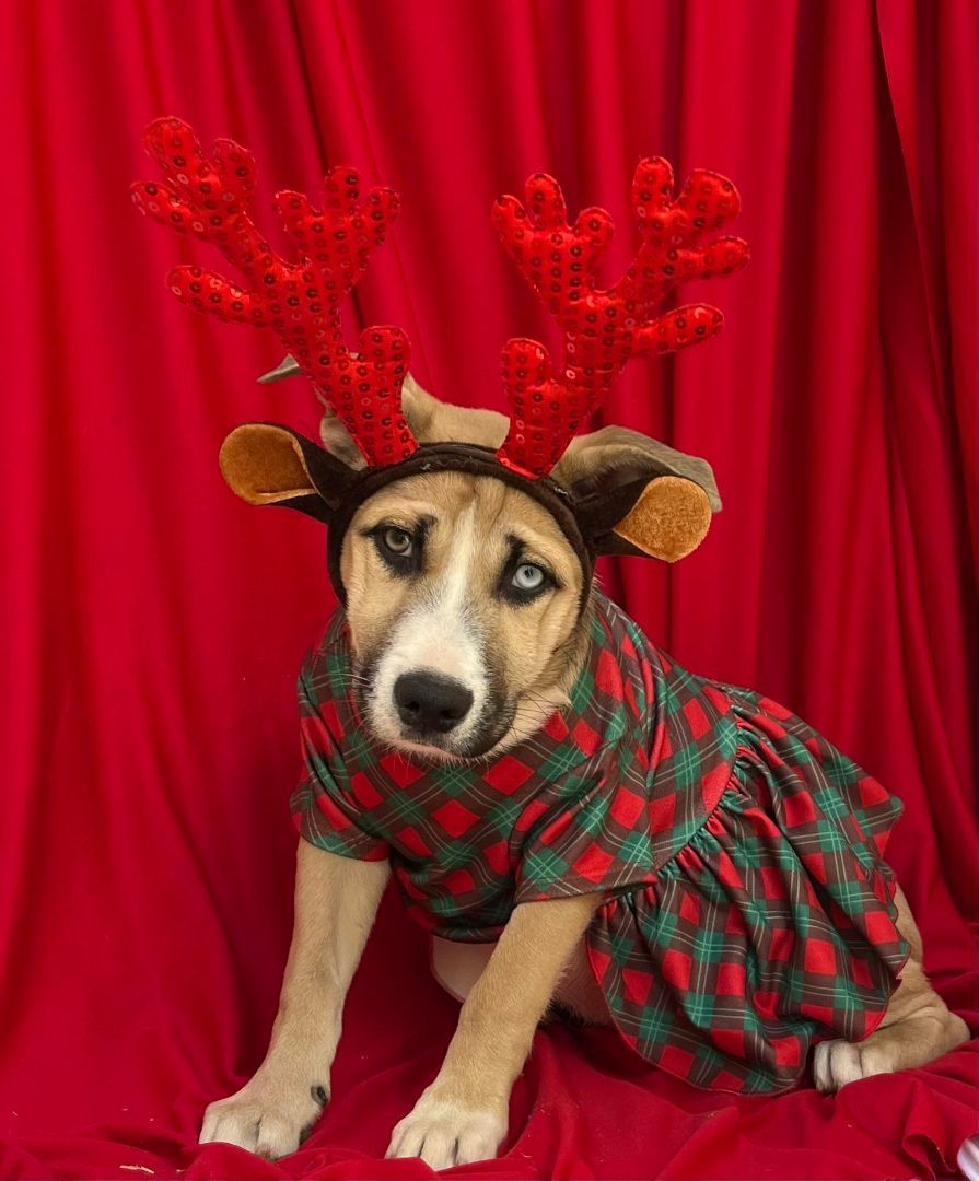 Macadamia, a Adoptable mixed breed in Griswold, CT image 4/4