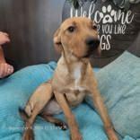 Enlarge Sophia and Carolina, a Adoptable mixed breed in Commerce, TX image 2/4